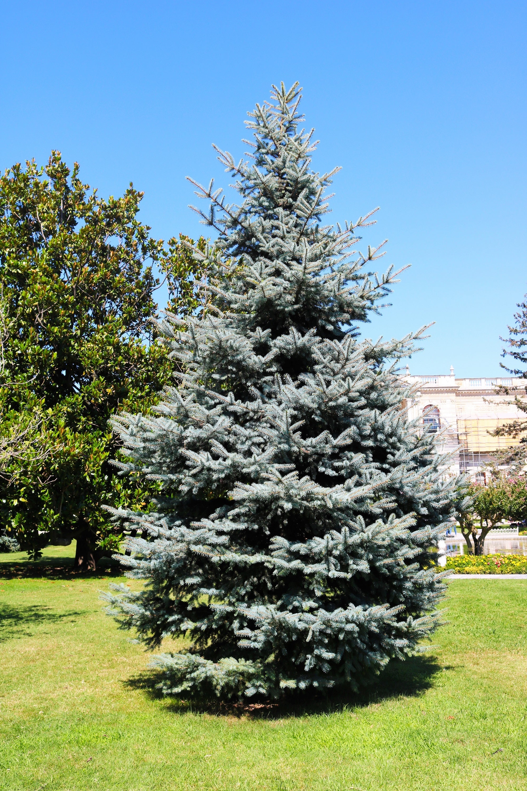 50 Colorado BLUE SPRUCE Tree Picea Pungens Glauca Christmas Tree White Silver Spruce Evergreen Seeds - Image 15