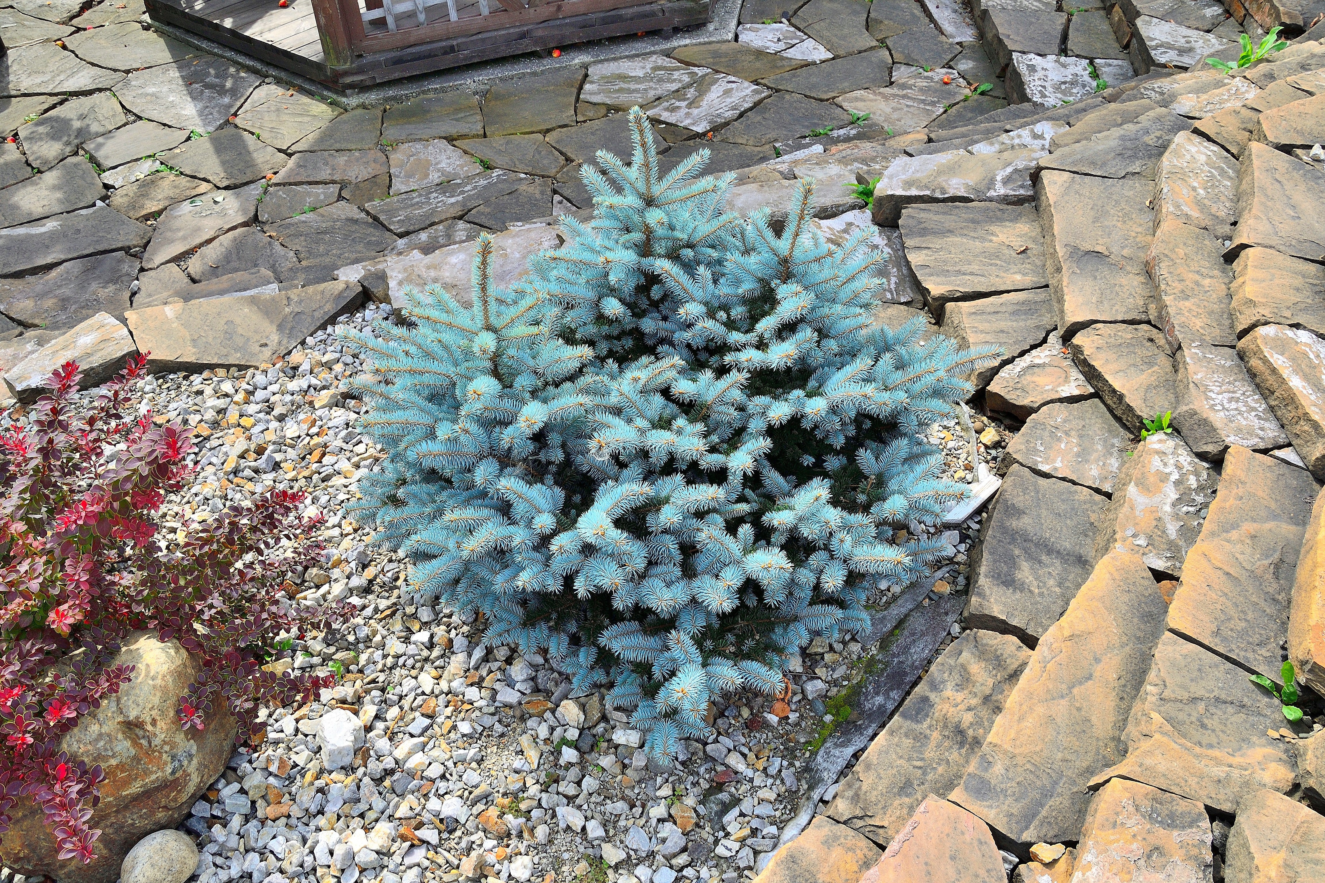 50 Colorado BLUE SPRUCE Tree Picea Pungens Glauca Christmas Tree White Silver Spruce Evergreen Seeds - Image 16