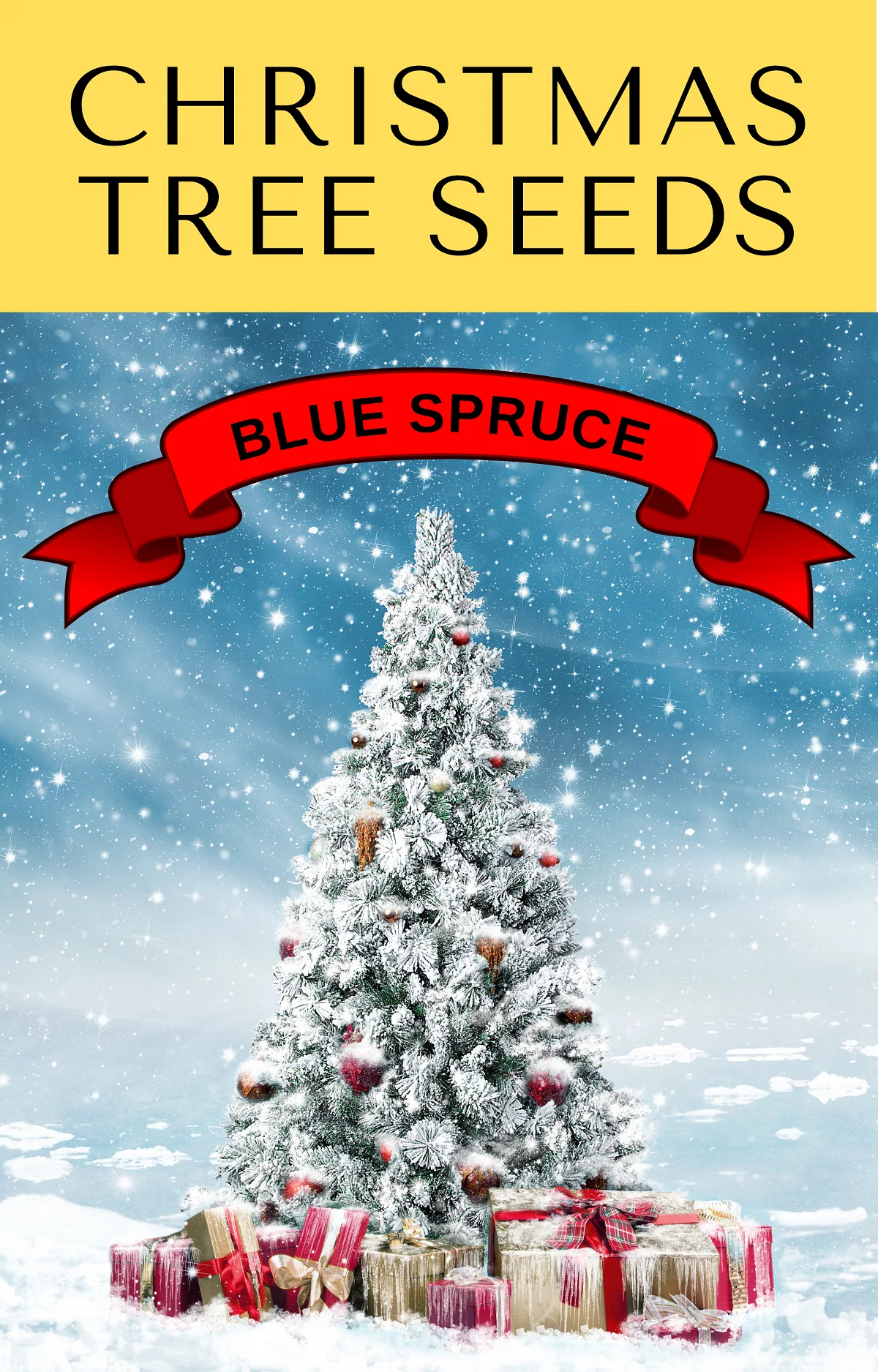 50 Colorado BLUE SPRUCE Tree Picea Pungens Glauca Christmas Tree White Silver Spruce Evergreen Seeds - Image 18