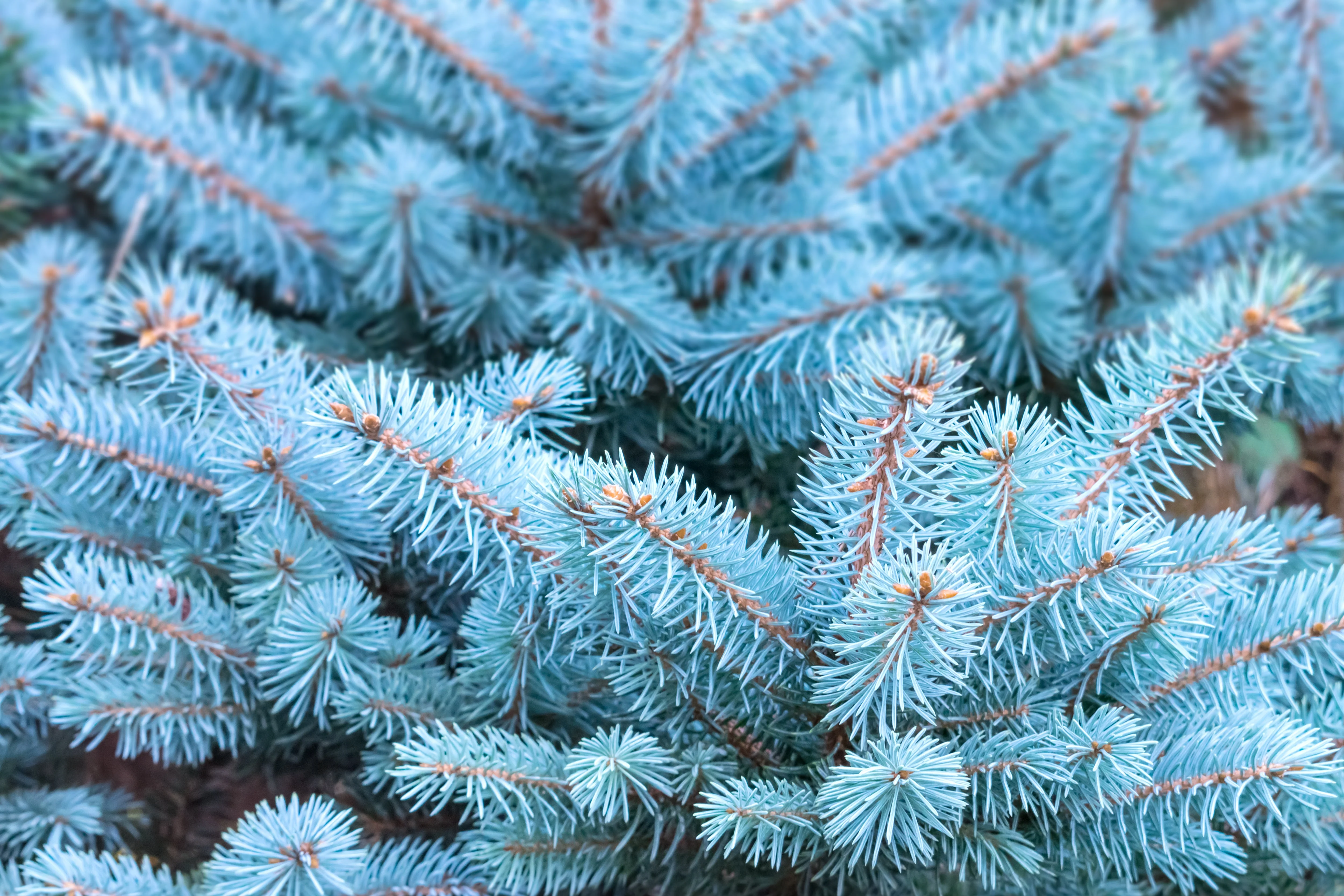 50 Colorado BLUE SPRUCE Tree Picea Pungens Glauca Christmas Tree White Silver Spruce Evergreen Seeds - Image 2