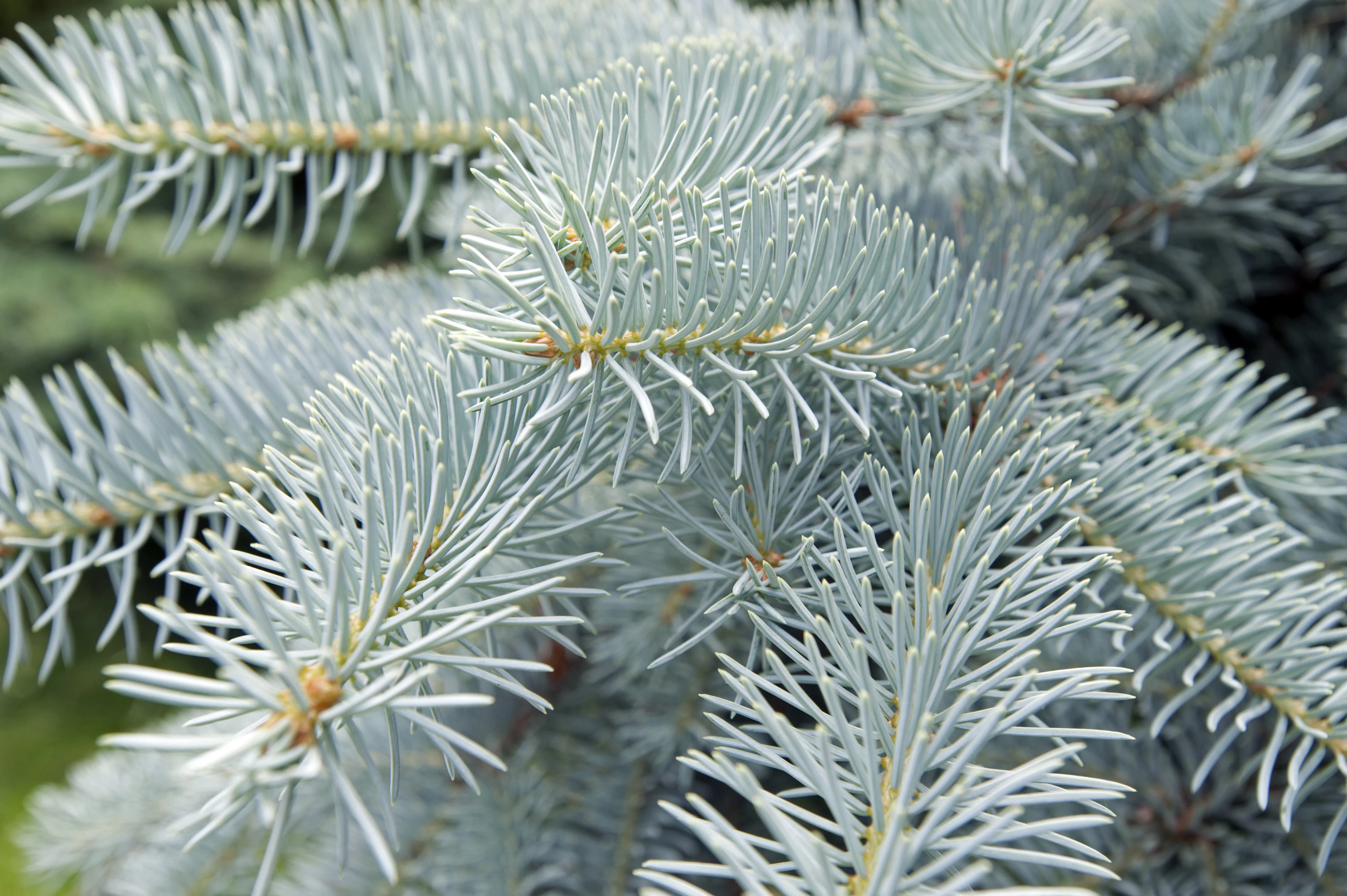 50 Colorado BLUE SPRUCE Tree Picea Pungens Glauca Christmas Tree White Silver Spruce Evergreen Seeds - Image 3