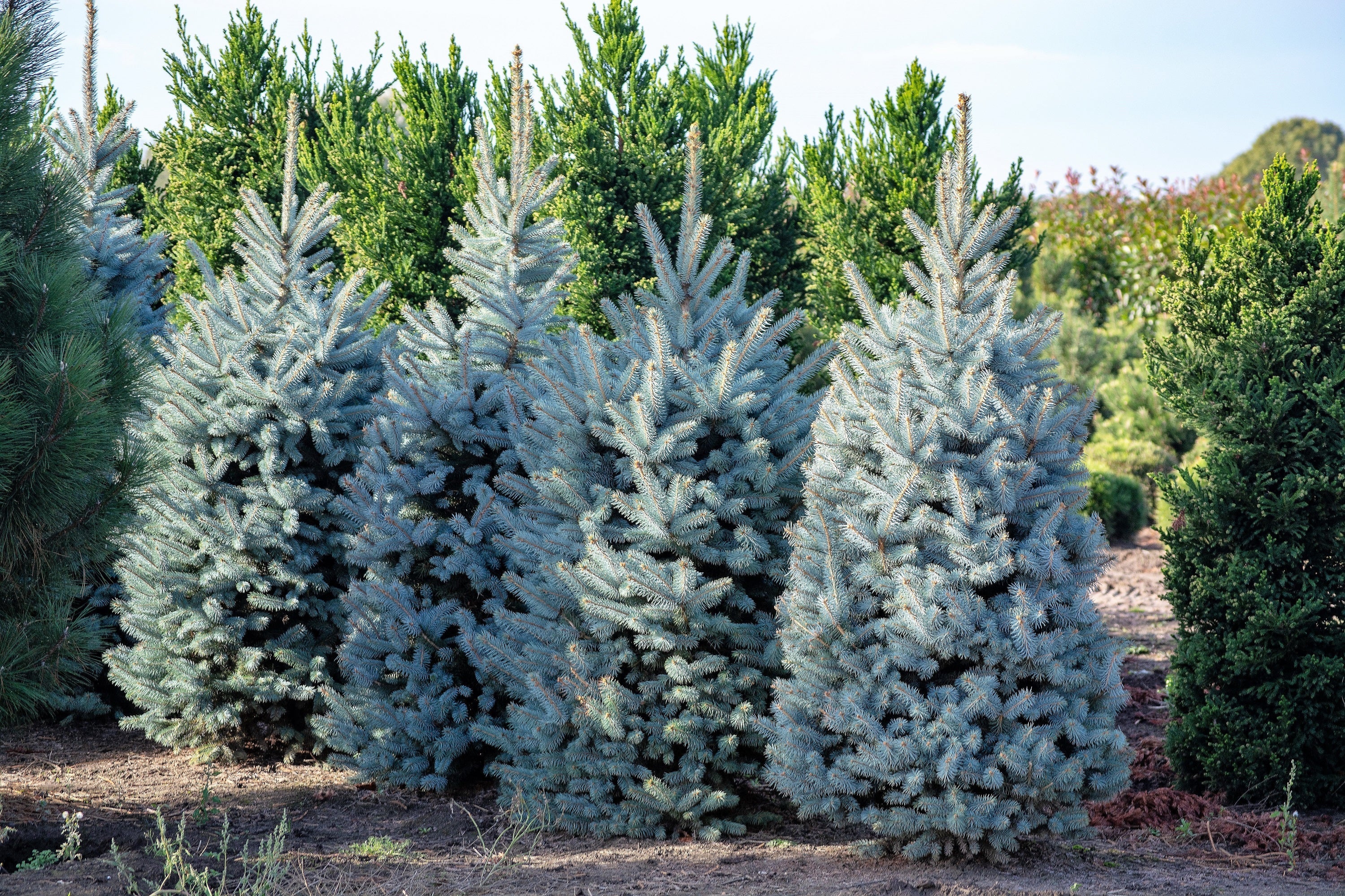 50 Colorado BLUE SPRUCE Tree Picea Pungens Glauca Christmas Tree White Silver Spruce Evergreen Seeds - Image 6