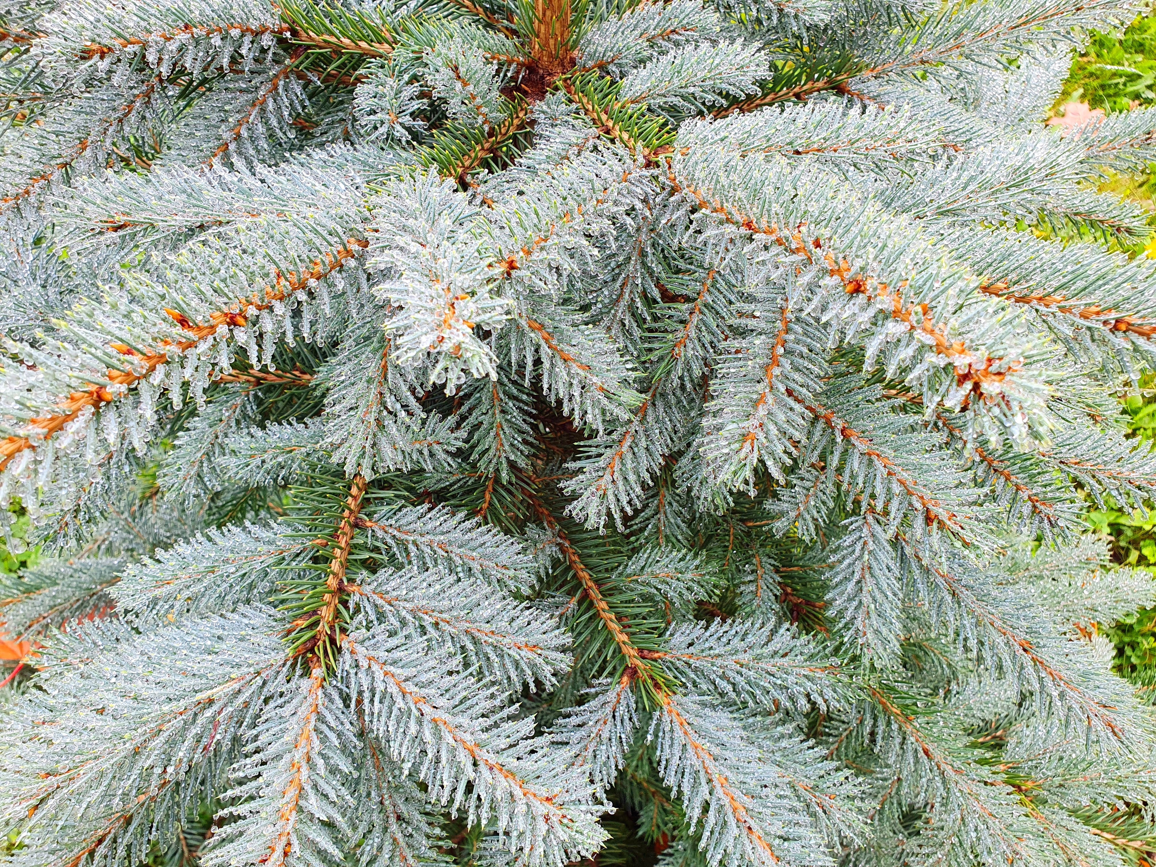 50 Colorado BLUE SPRUCE Tree Picea Pungens Glauca Christmas Tree White Silver Spruce Evergreen Seeds - Image 7