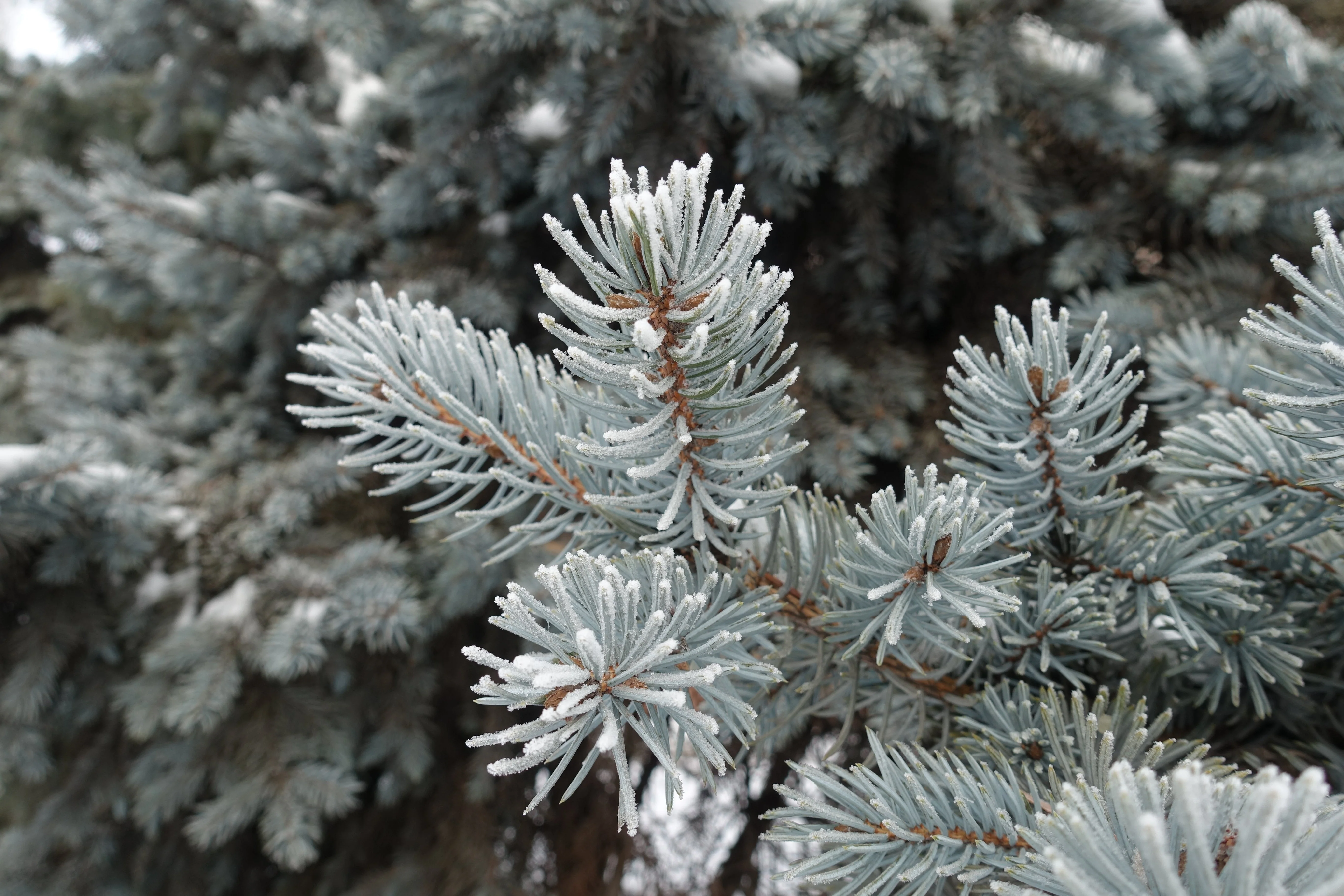 50 Colorado BLUE SPRUCE Tree Picea Pungens Glauca Christmas Tree White Silver Spruce Evergreen Seeds - Image 9