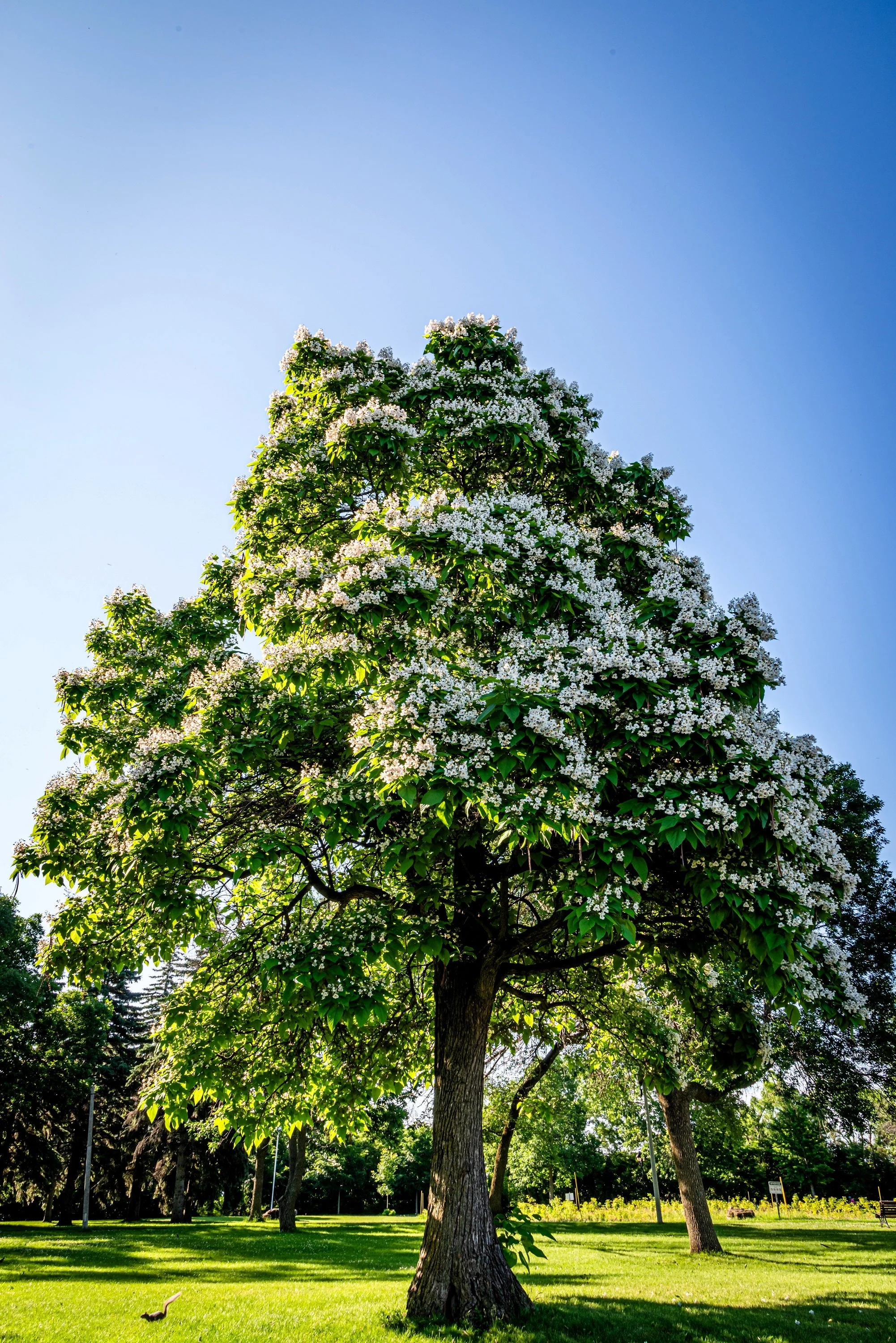 50 Flowering NORTHERN CATALPA Speciosa TREE Seeds (aka Western Catalpa or Catawba / Indian Cigar / Fish-Bait) - Image 10