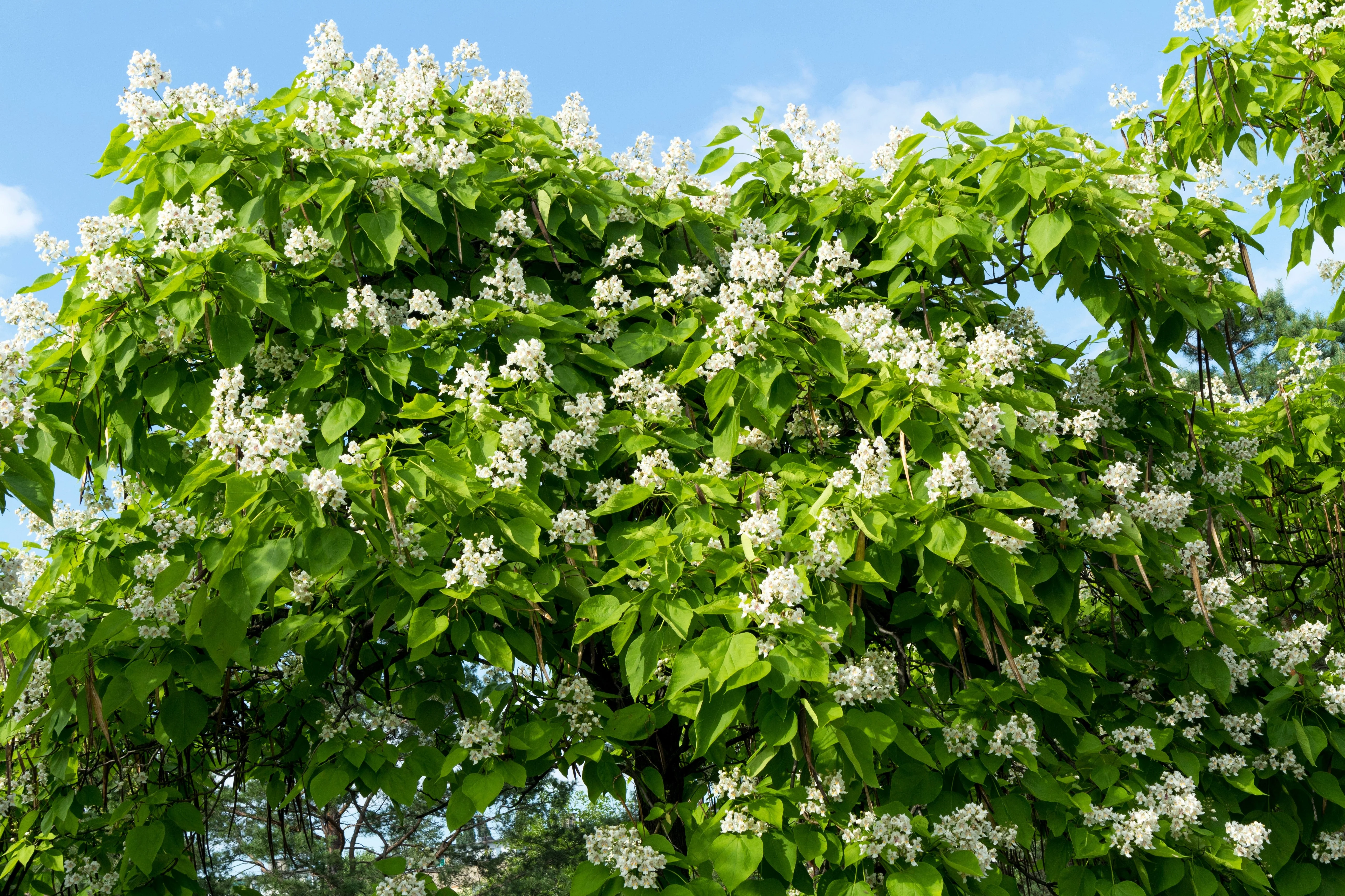 50 Flowering NORTHERN CATALPA Speciosa TREE Seeds (aka Western Catalpa or Catawba / Indian Cigar / Fish-Bait) - Image 12