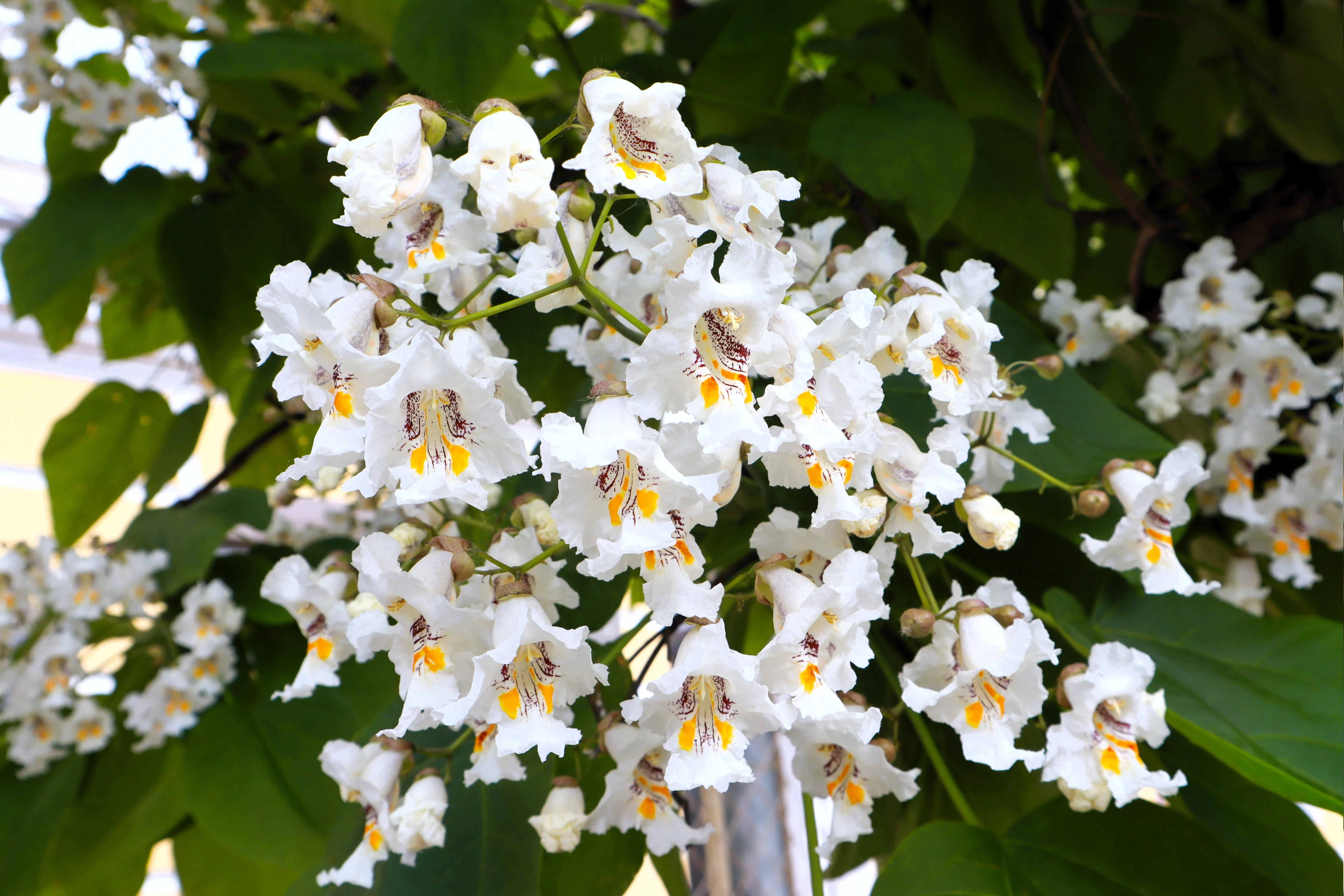 50 Flowering NORTHERN CATALPA Speciosa TREE Seeds (aka Western Catalpa or Catawba / Indian Cigar / Fish-Bait) - Image 2