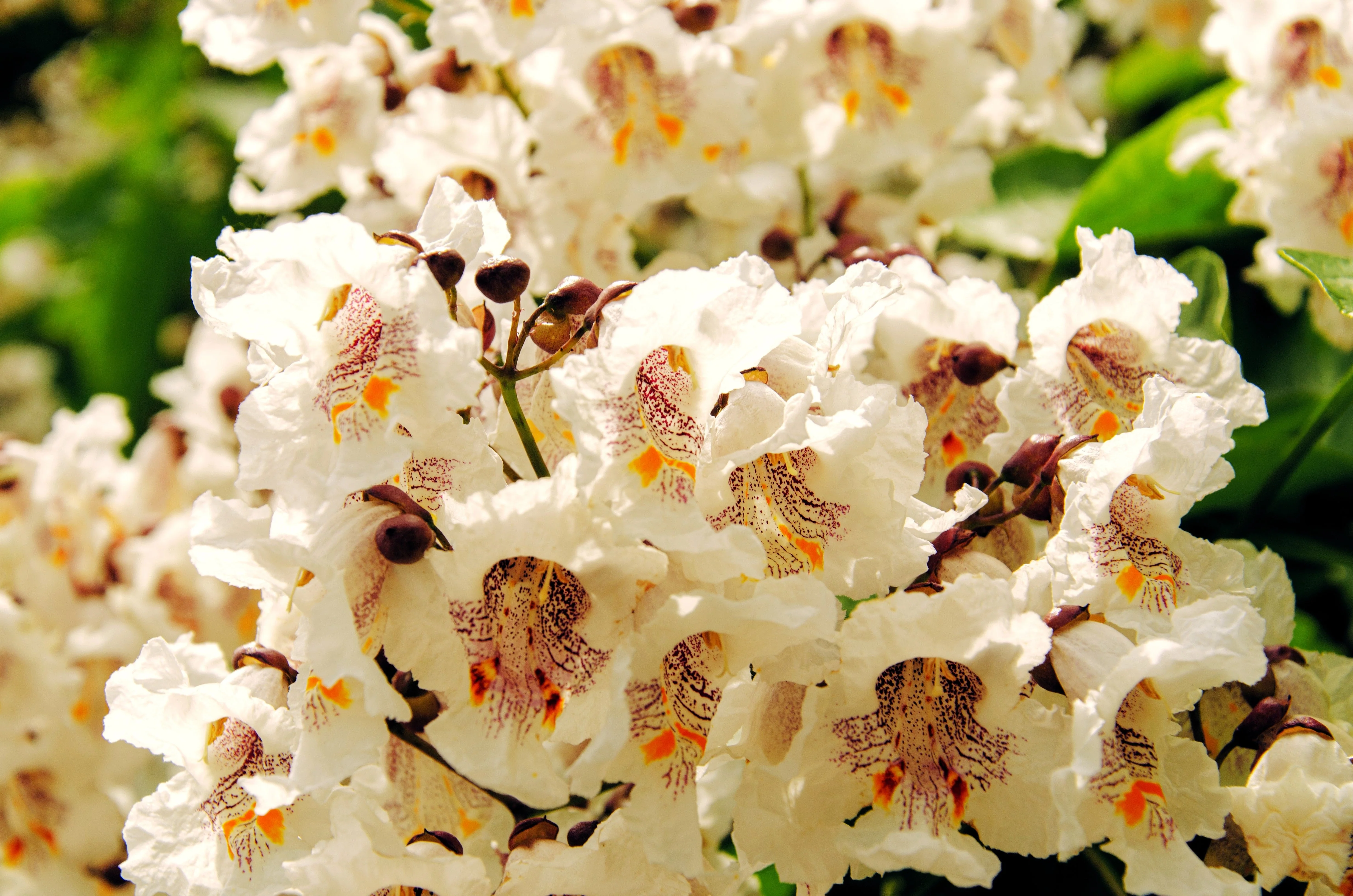 50 Flowering NORTHERN CATALPA Speciosa TREE Seeds (aka Western Catalpa or Catawba / Indian Cigar / Fish-Bait) - Image 3