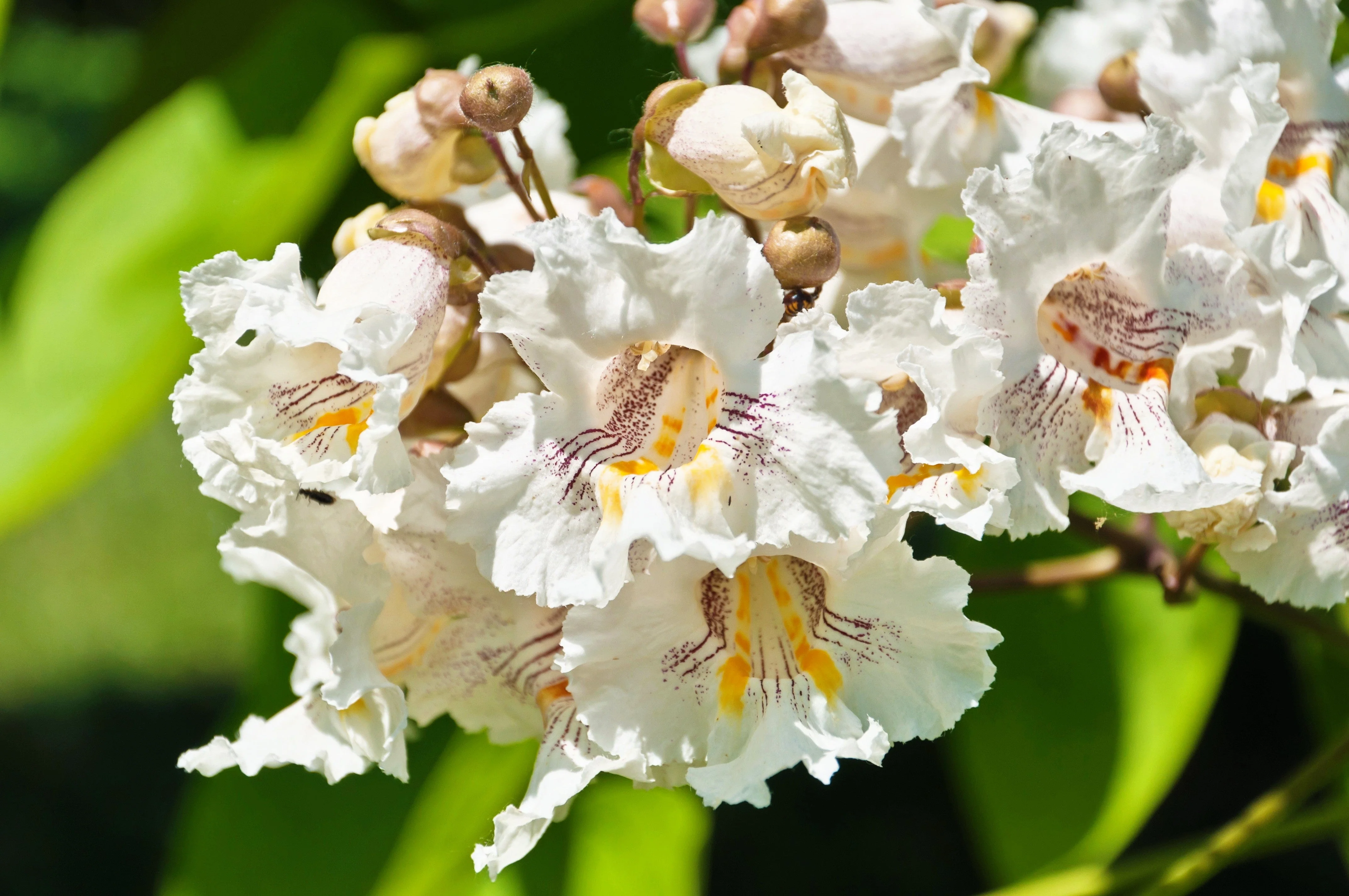 50 Flowering NORTHERN CATALPA Speciosa TREE Seeds (aka Western Catalpa or Catawba / Indian Cigar / Fish-Bait) - Image 4