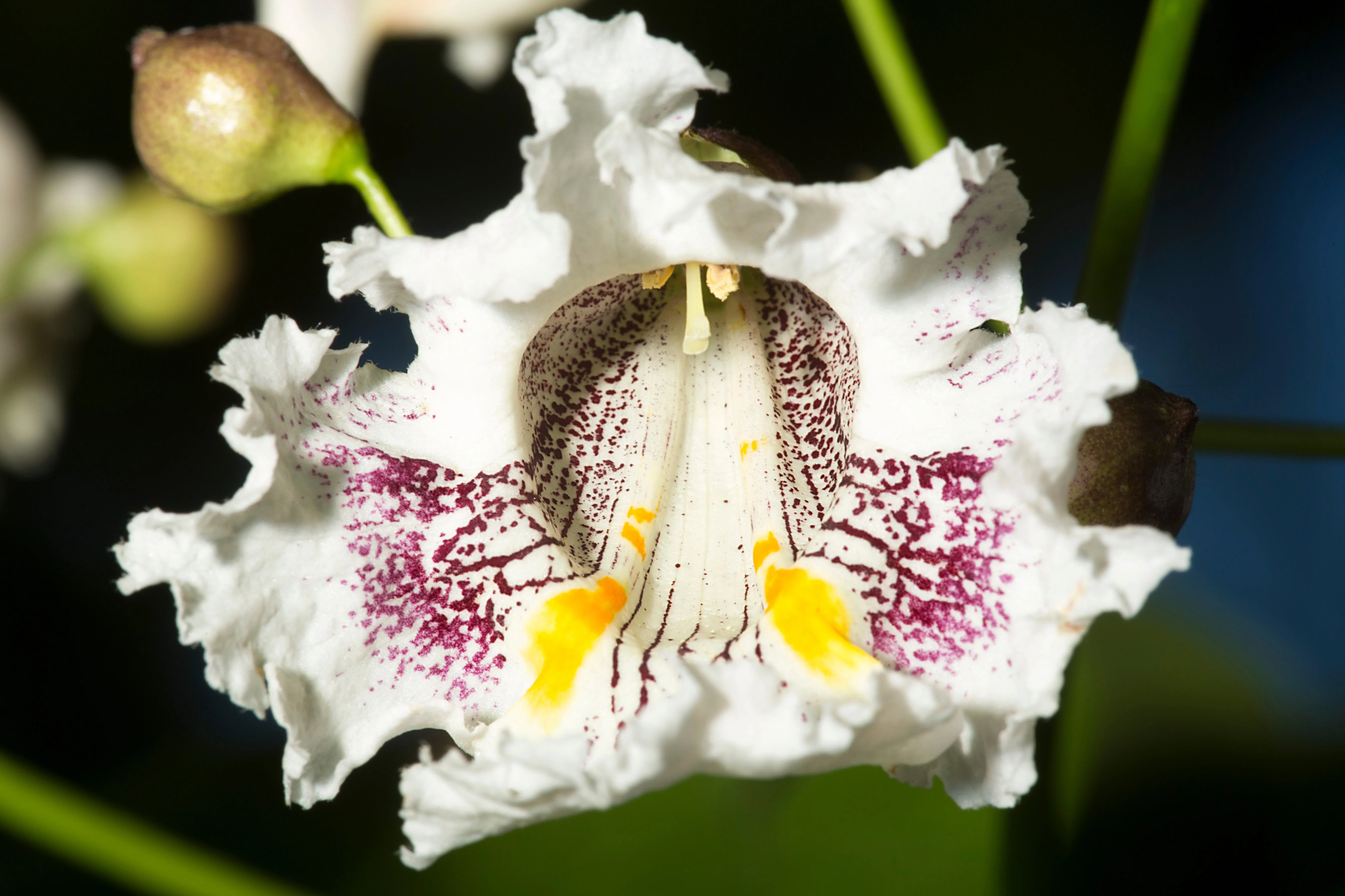 50 Flowering NORTHERN CATALPA Speciosa TREE Seeds (aka Western Catalpa or Catawba / Indian Cigar / Fish-Bait) - Image 5