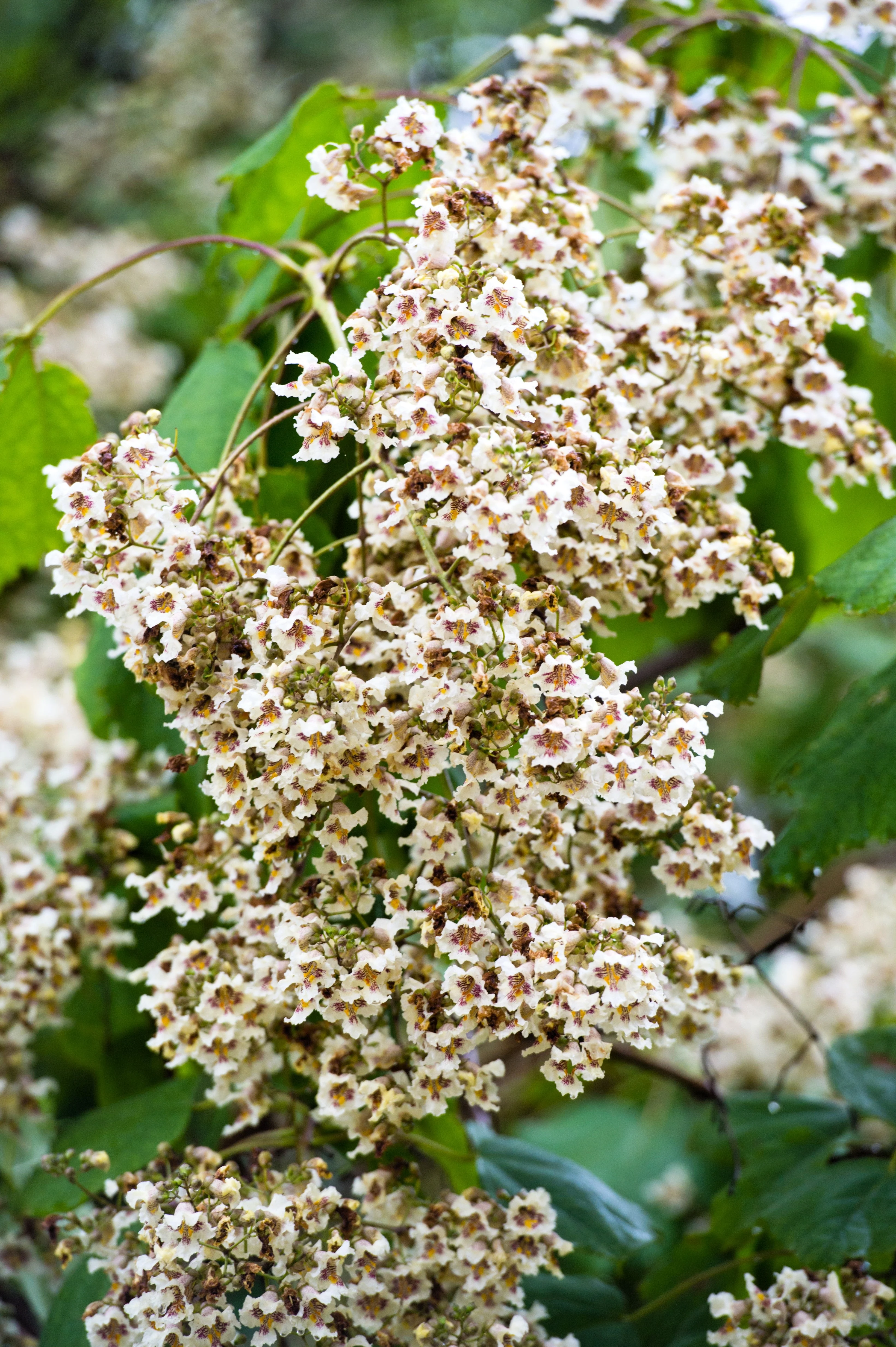 50 Flowering NORTHERN CATALPA Speciosa TREE Seeds (aka Western Catalpa or Catawba / Indian Cigar / Fish-Bait) - Image 6