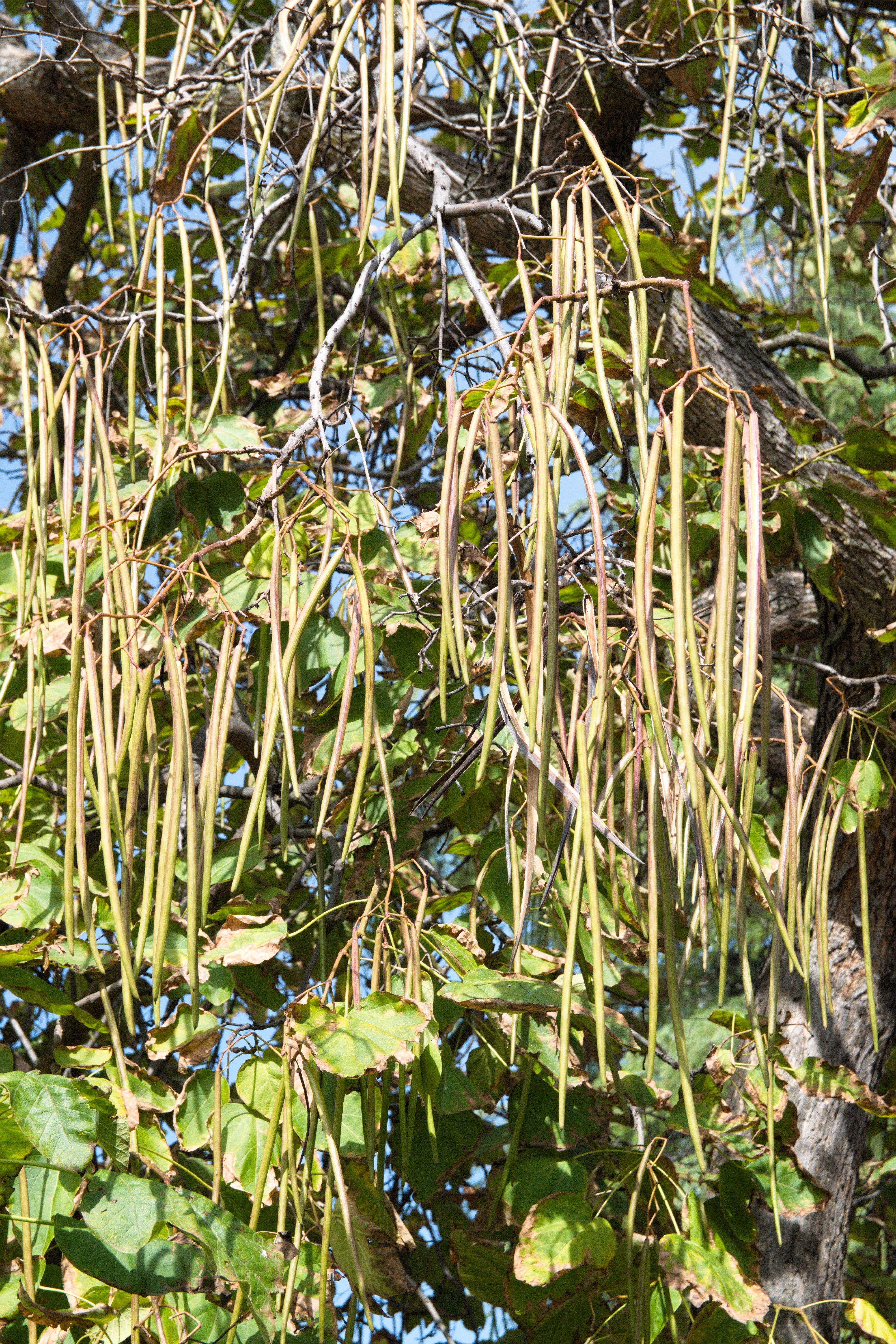 50 Flowering NORTHERN CATALPA Speciosa TREE Seeds (aka Western Catalpa or Catawba / Indian Cigar / Fish-Bait) - Image 7