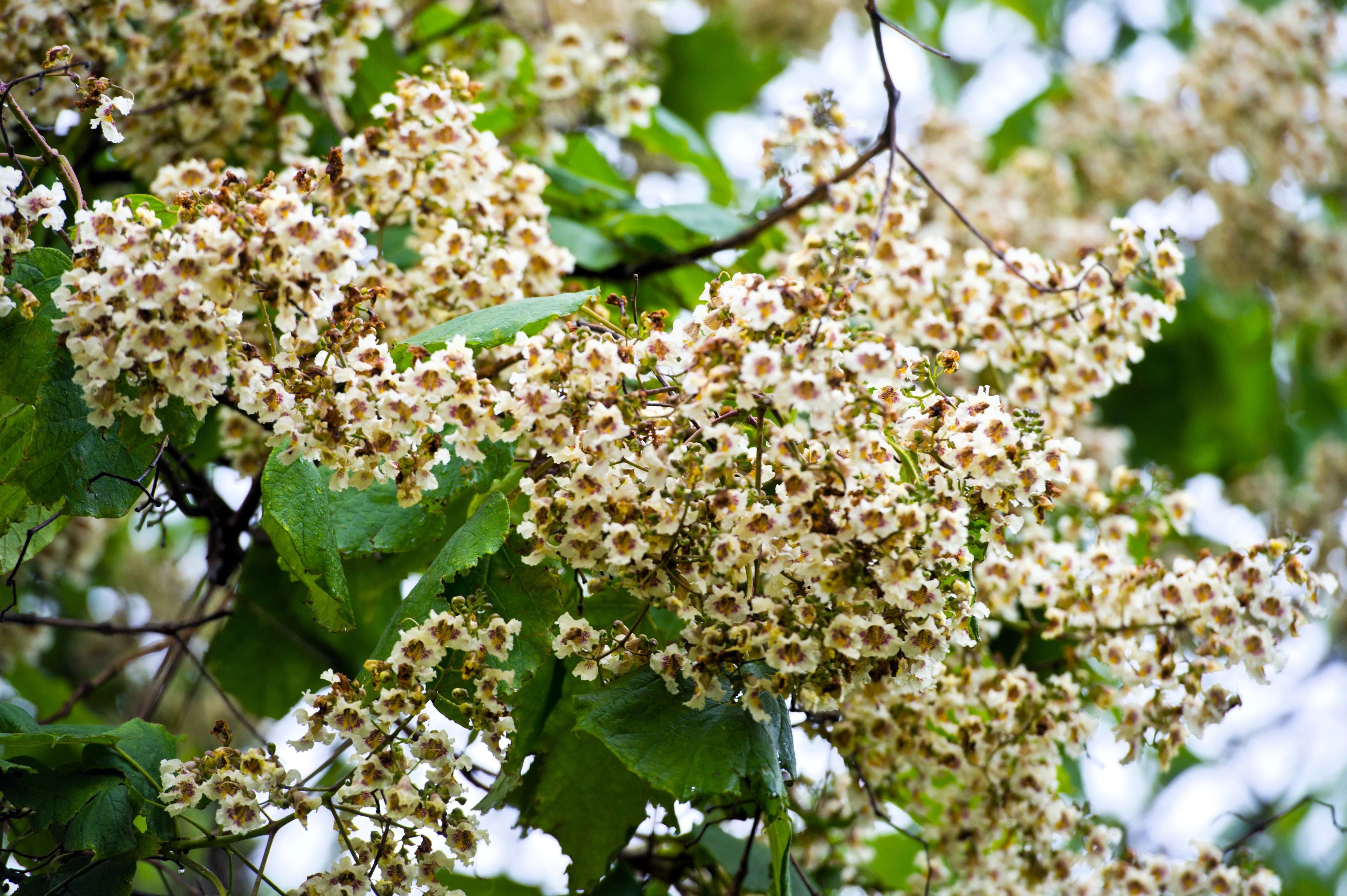 50 Flowering NORTHERN CATALPA Speciosa TREE Seeds (aka Western Catalpa or Catawba / Indian Cigar / Fish-Bait) - Image 8