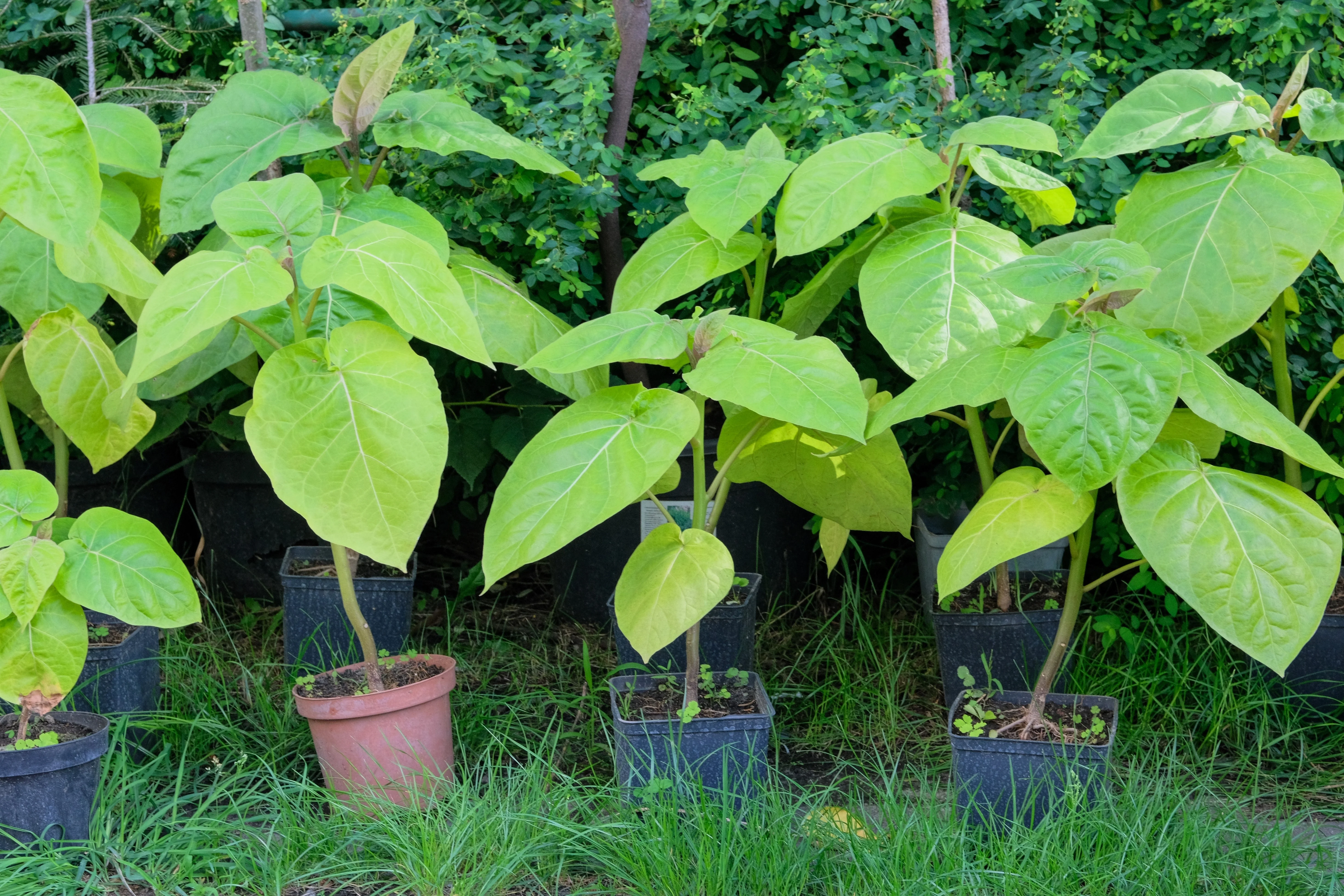 50 Flowering NORTHERN CATALPA Speciosa TREE Seeds (aka Western Catalpa or Catawba / Indian Cigar / Fish-Bait) - Image 9