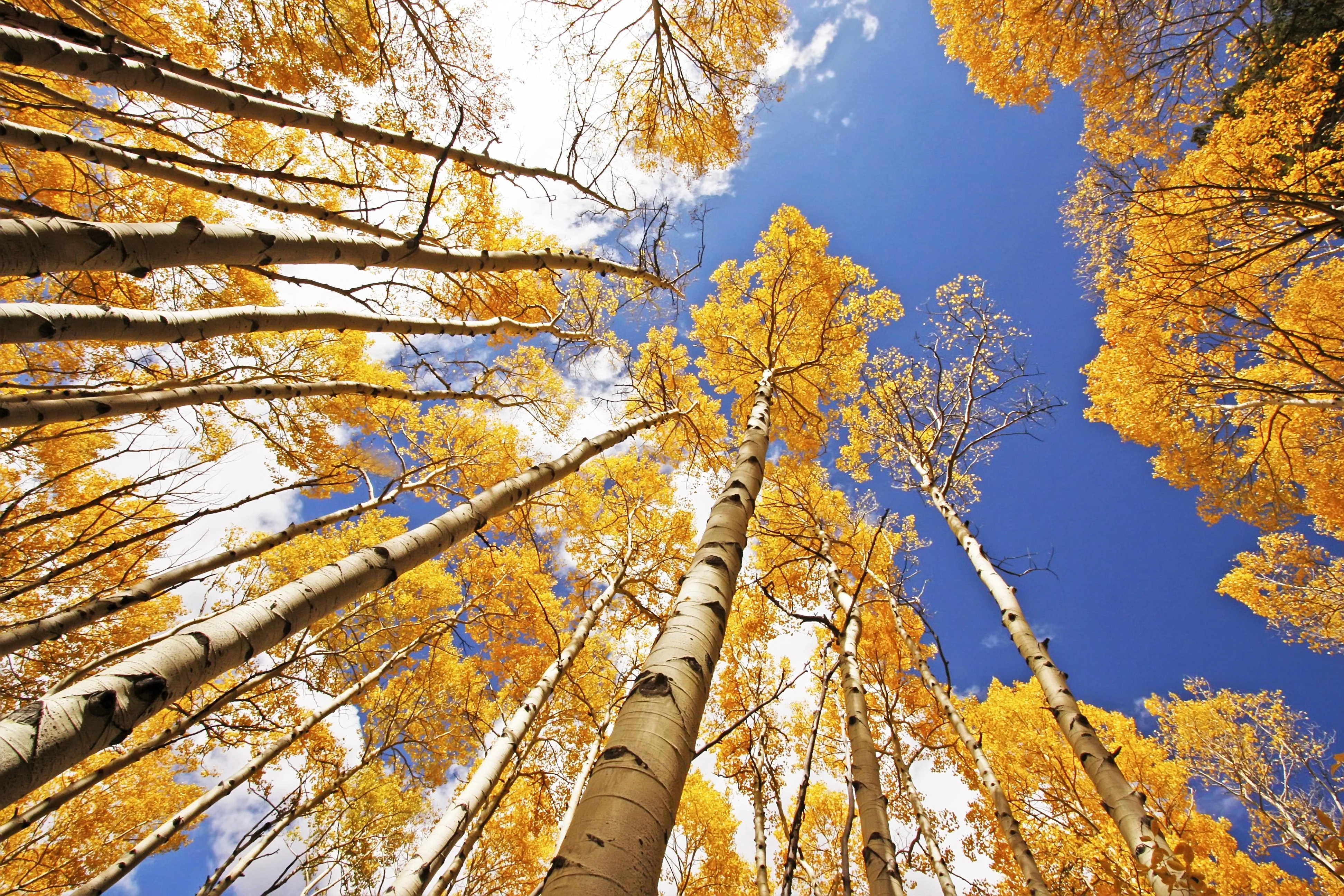 50 Golden QUAKING ASPEN TREE Populus Tremuloides White Bark Yellow Fall Cold Hardy Seeds - Image 11