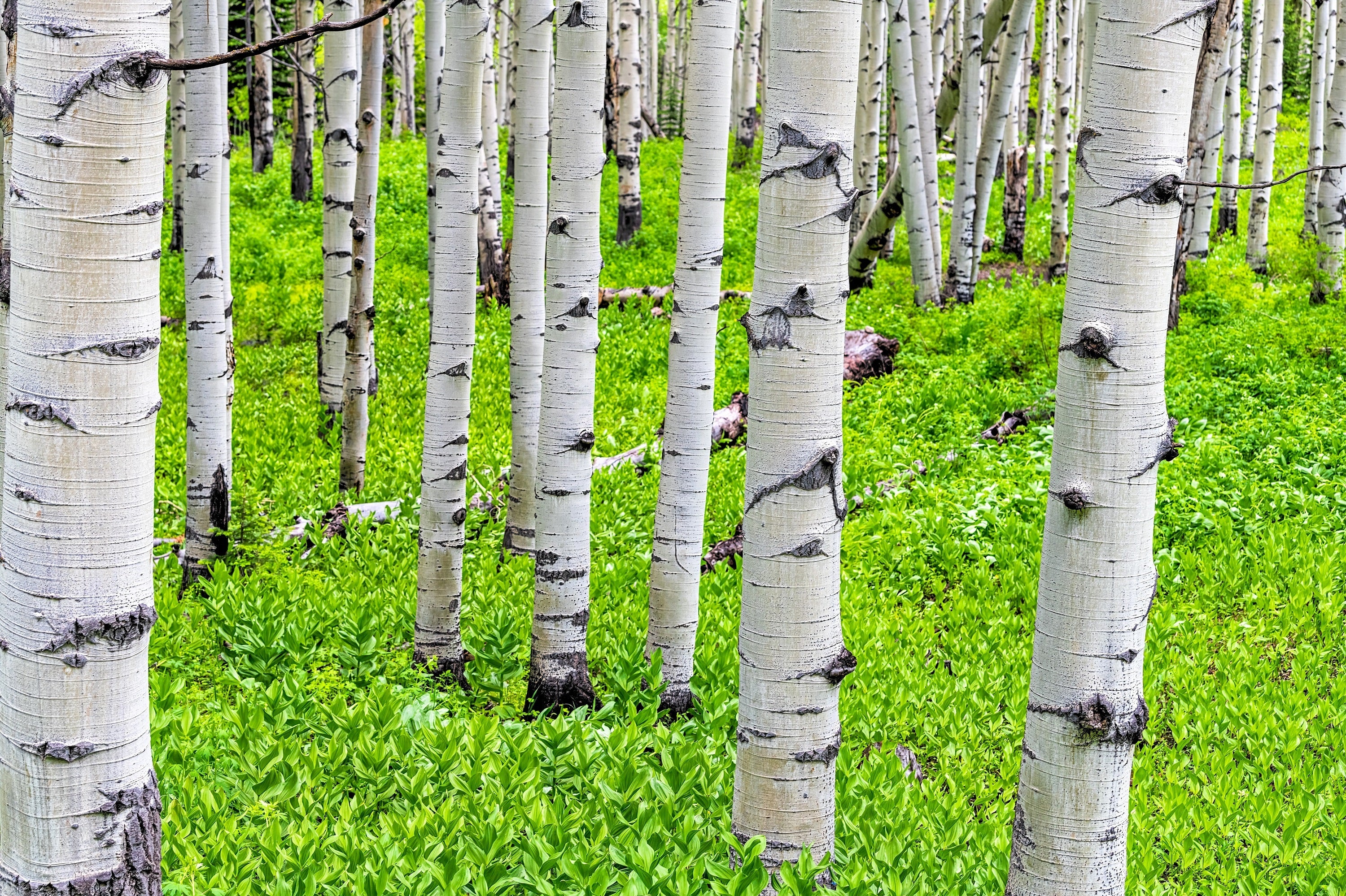 50 Golden QUAKING ASPEN TREE Populus Tremuloides White Bark Yellow Fall Cold Hardy Seeds - Image 2