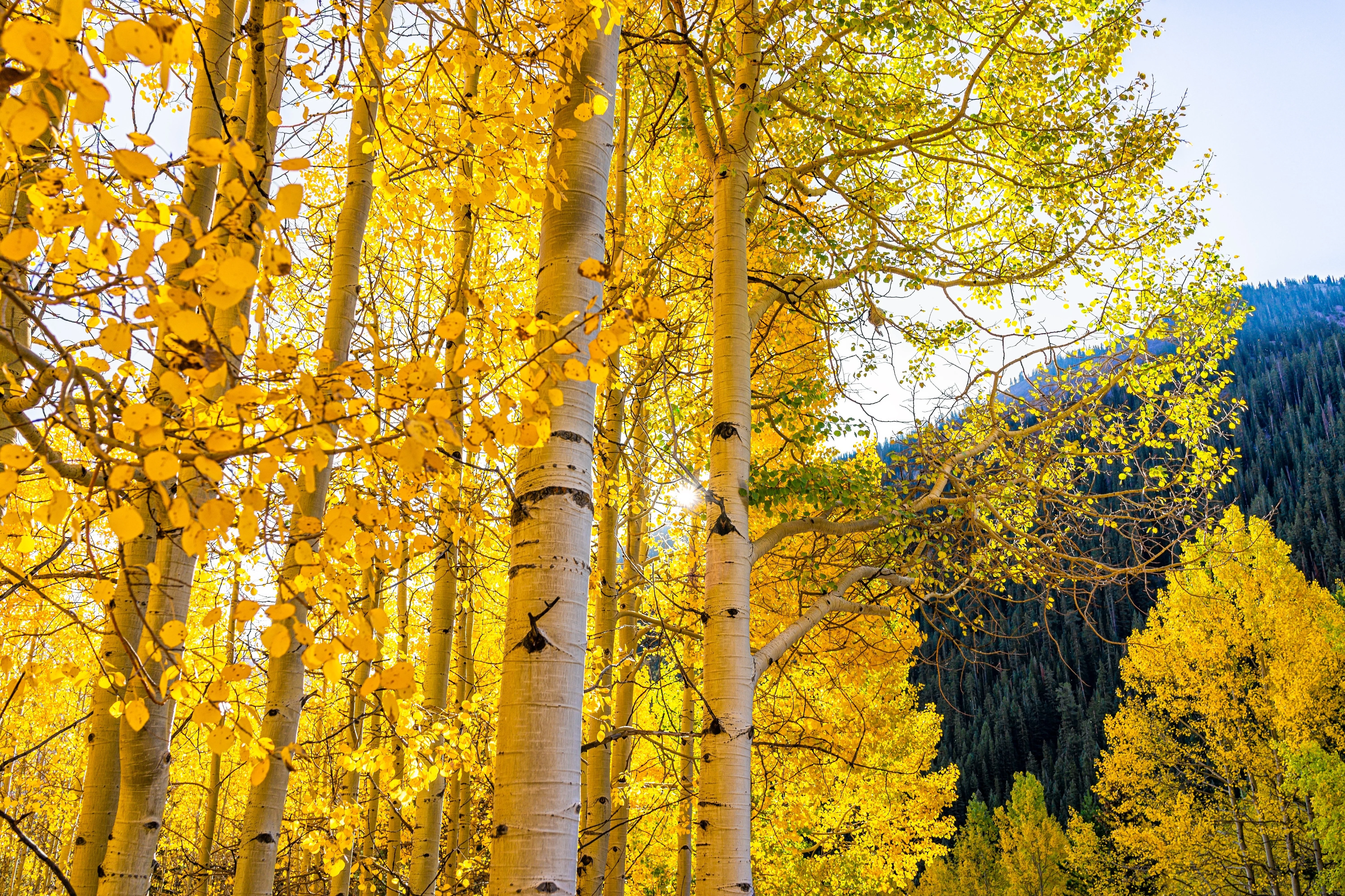 50 Golden QUAKING ASPEN TREE Populus Tremuloides White Bark Yellow Fall Cold Hardy Seeds - Image 3