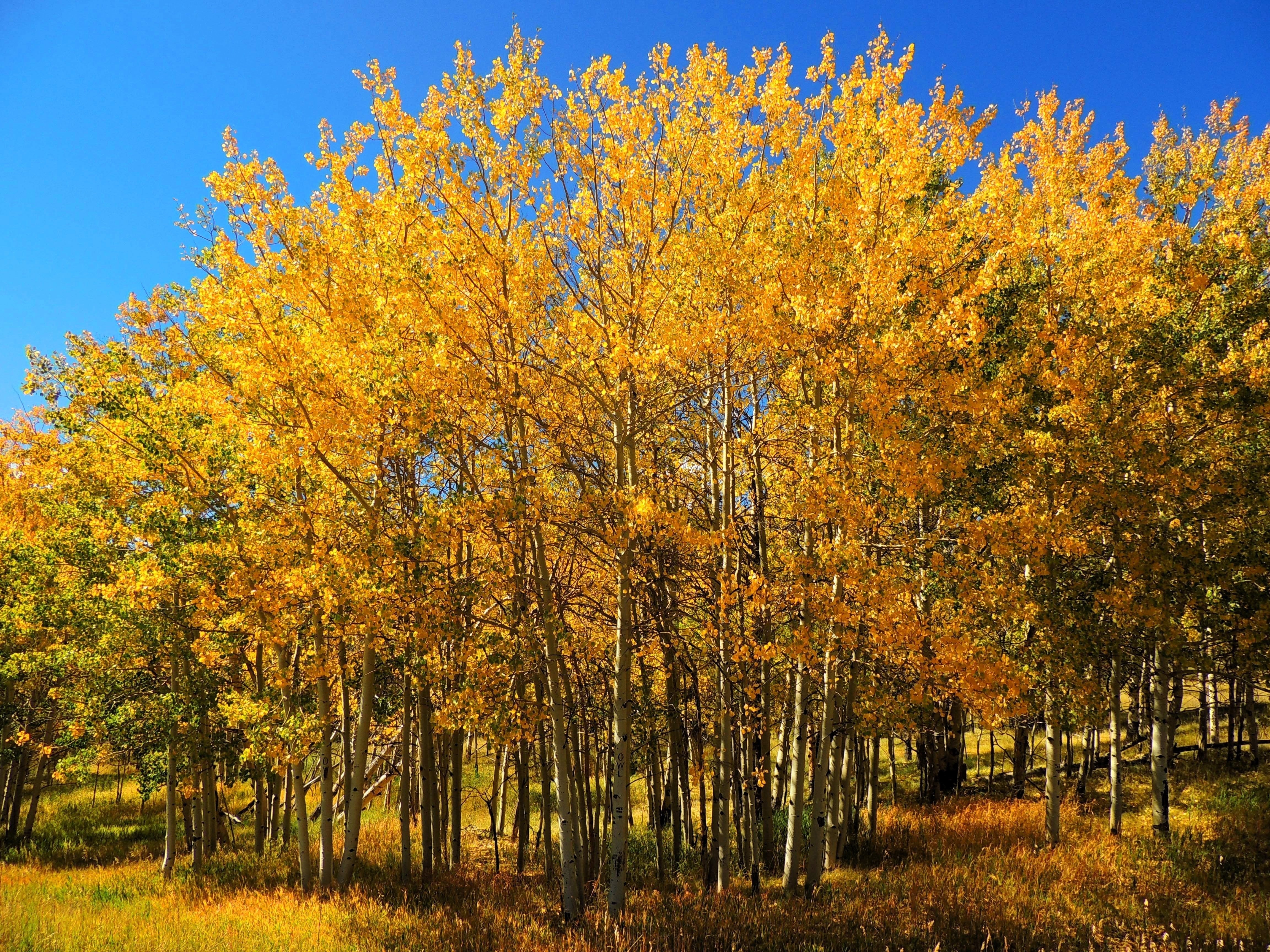 50 Golden QUAKING ASPEN TREE Populus Tremuloides White Bark Yellow Fall Cold Hardy Seeds - Image 4