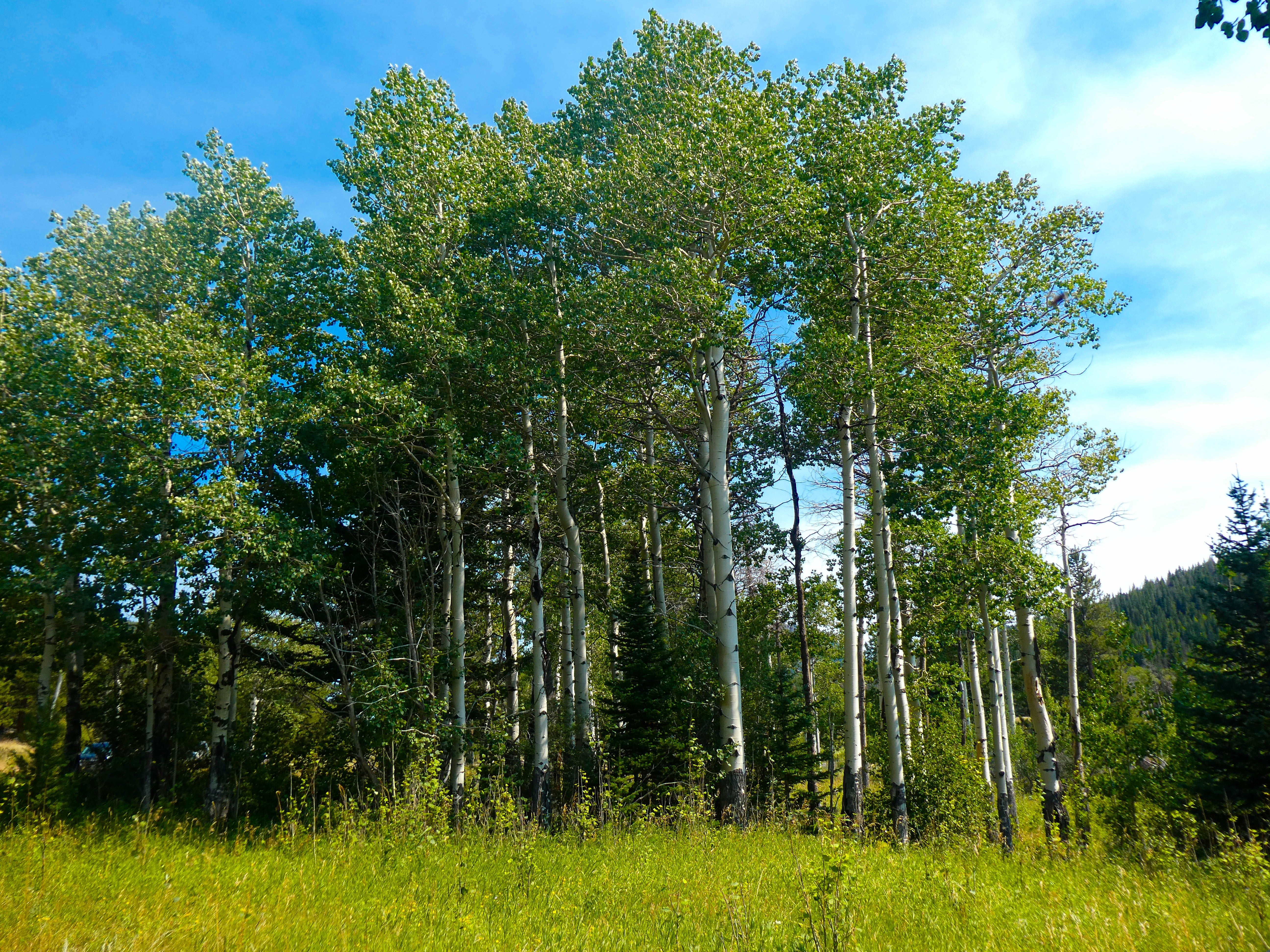 50 Golden QUAKING ASPEN TREE Populus Tremuloides White Bark Yellow Fall Cold Hardy Seeds - Image 5