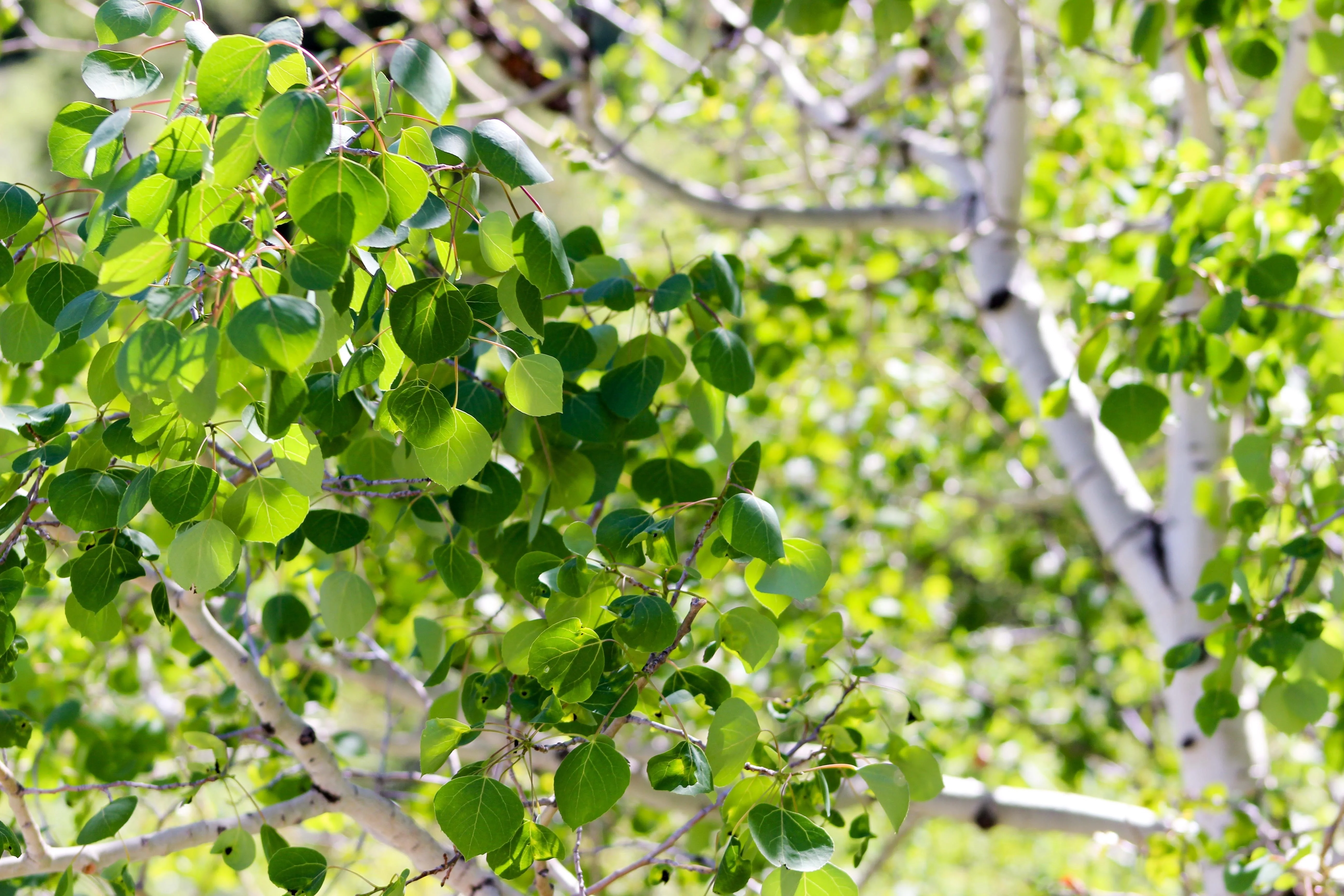 50 Golden QUAKING ASPEN TREE Populus Tremuloides White Bark Yellow Fall Cold Hardy Seeds - Image 6
