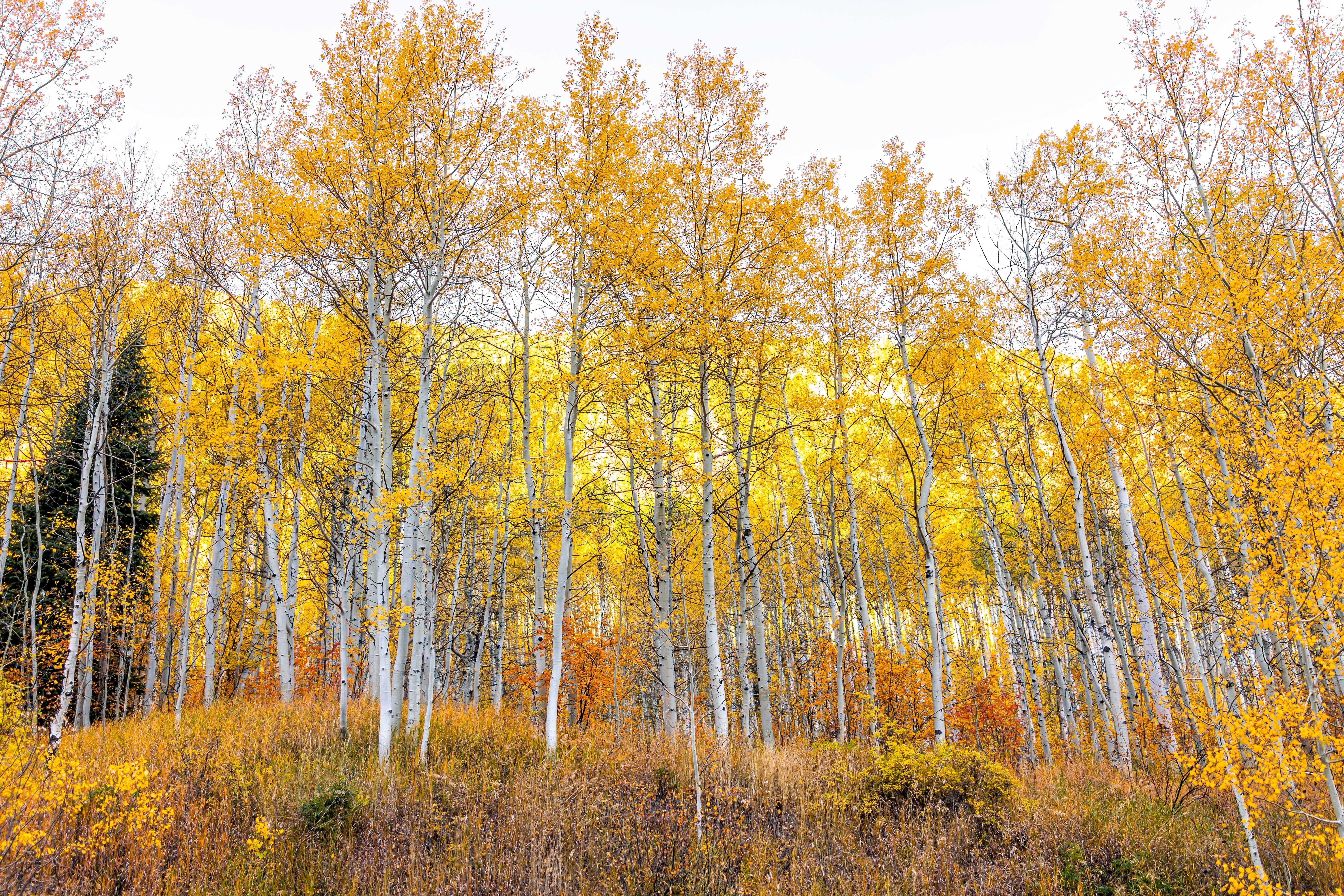 50 Golden QUAKING ASPEN TREE Populus Tremuloides White Bark Yellow Fall Cold Hardy Seeds - Image 8