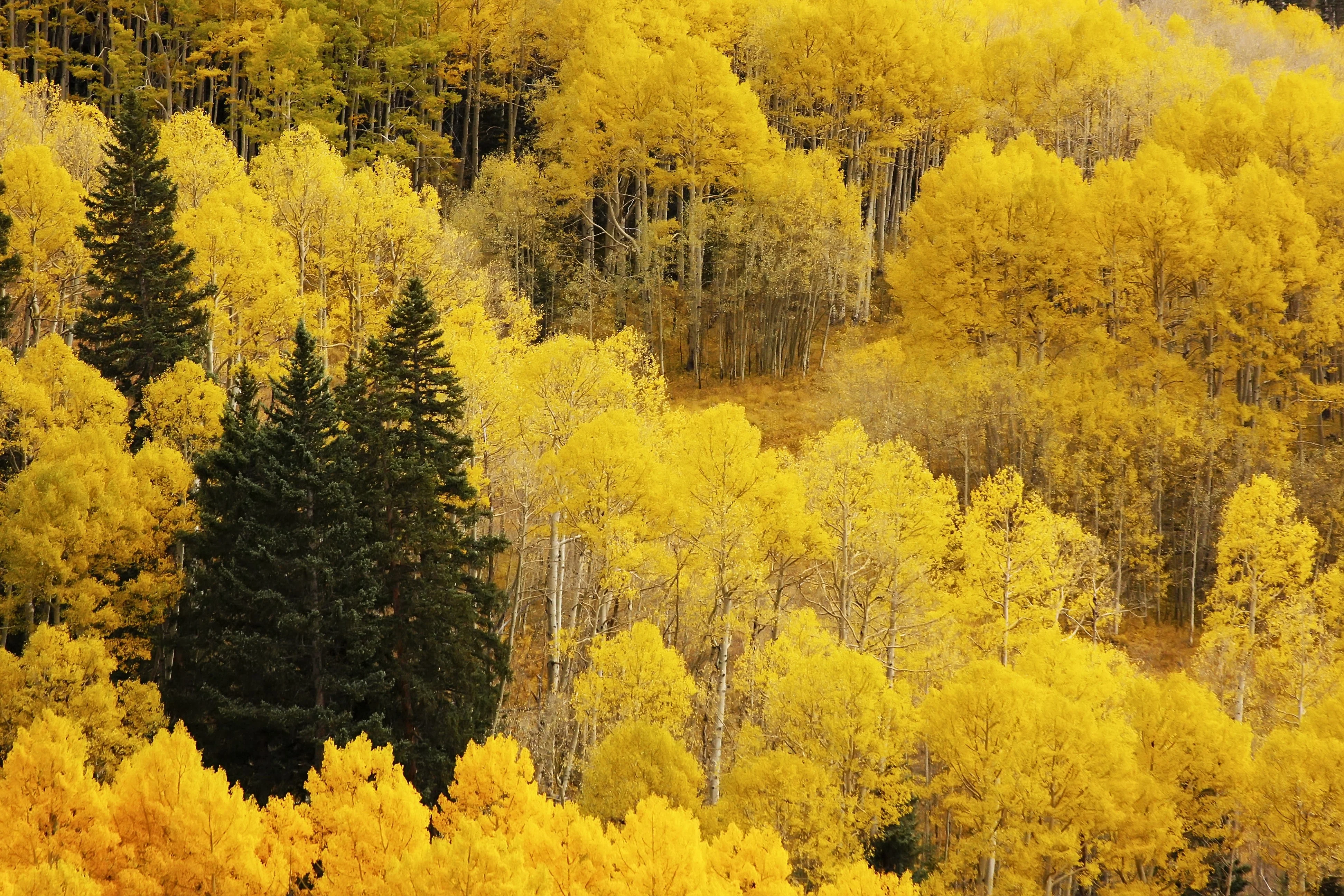50 Golden QUAKING ASPEN TREE Populus Tremuloides White Bark Yellow Fall Cold Hardy Seeds - Image 9