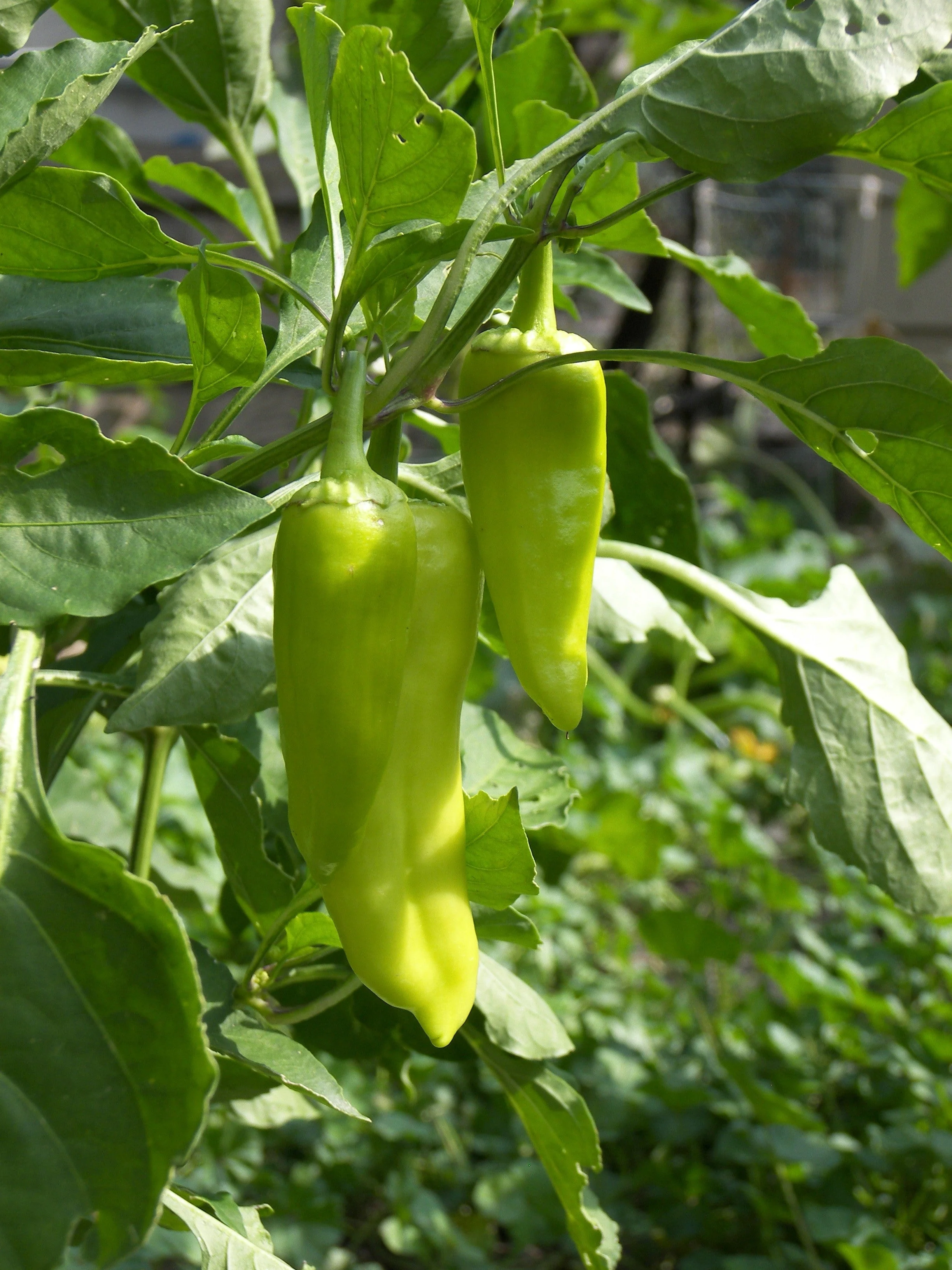 50 GREEK GOLDEN PEPPER Pepperoncini Gold Yellow Capsicum Annuum Vegetable Seeds - Image 3