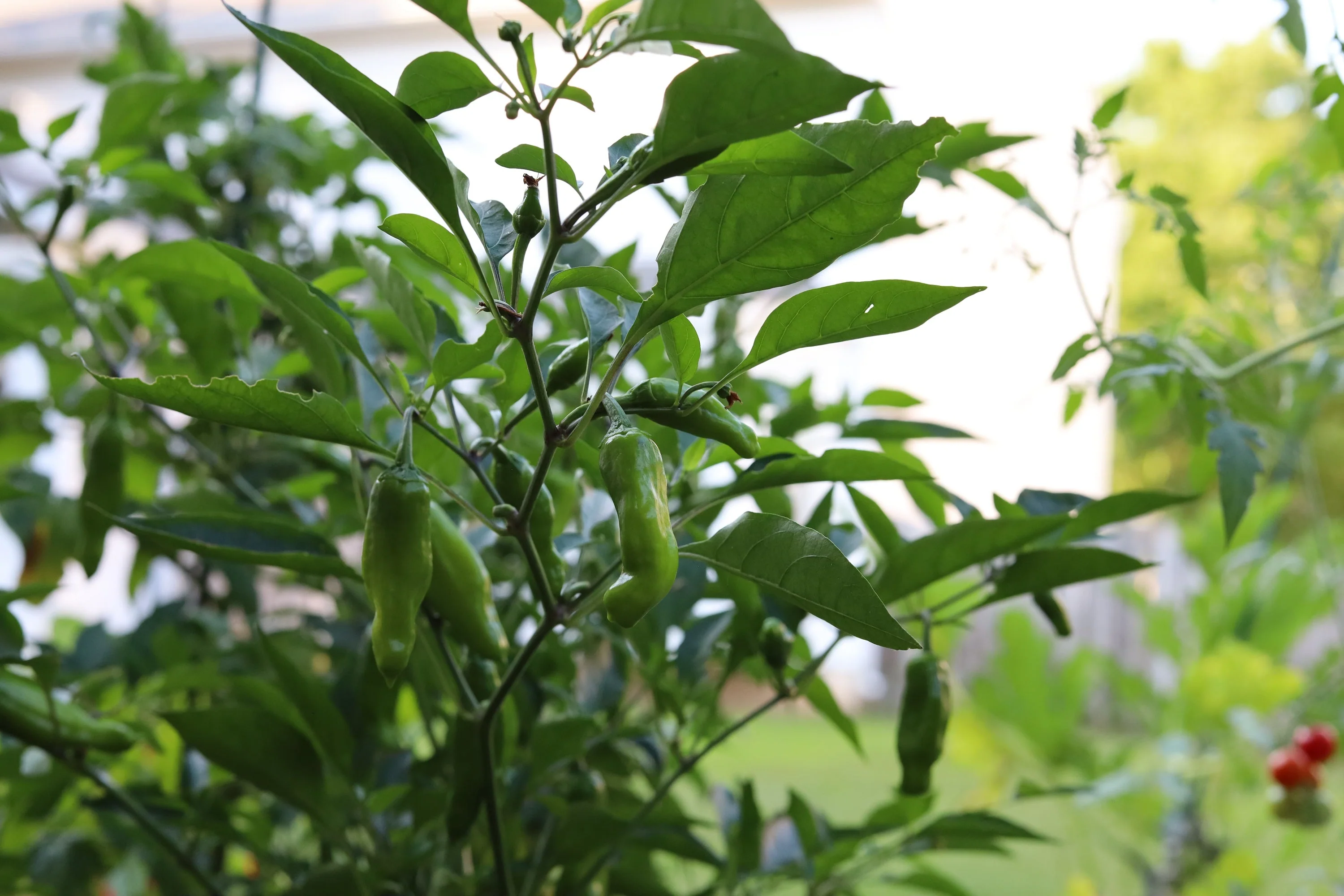 50 GREEK GOLDEN PEPPER Pepperoncini Gold Yellow Capsicum Annuum Vegetable Seeds - Image 6
