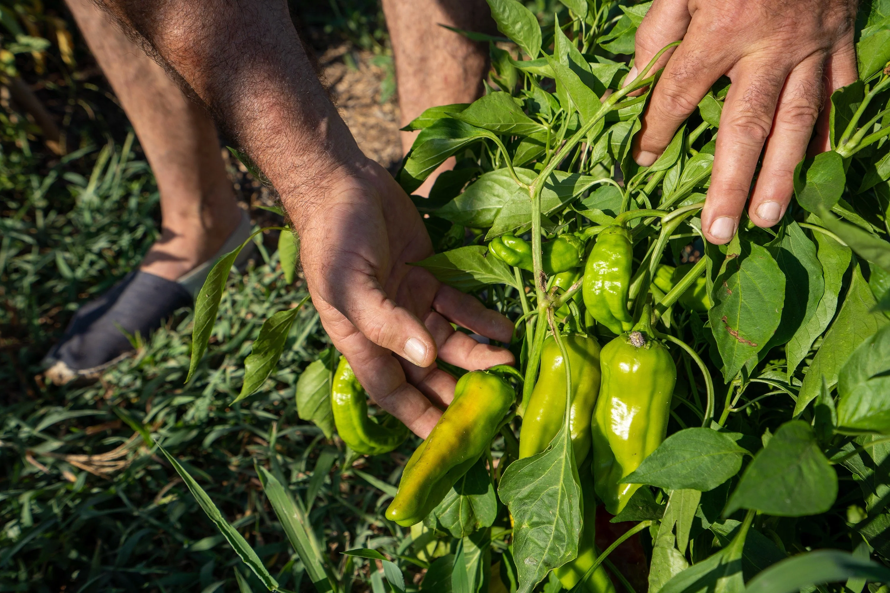 50 GREEK GOLDEN PEPPER Pepperoncini Gold Yellow Capsicum Annuum Vegetable Seeds - Image 7