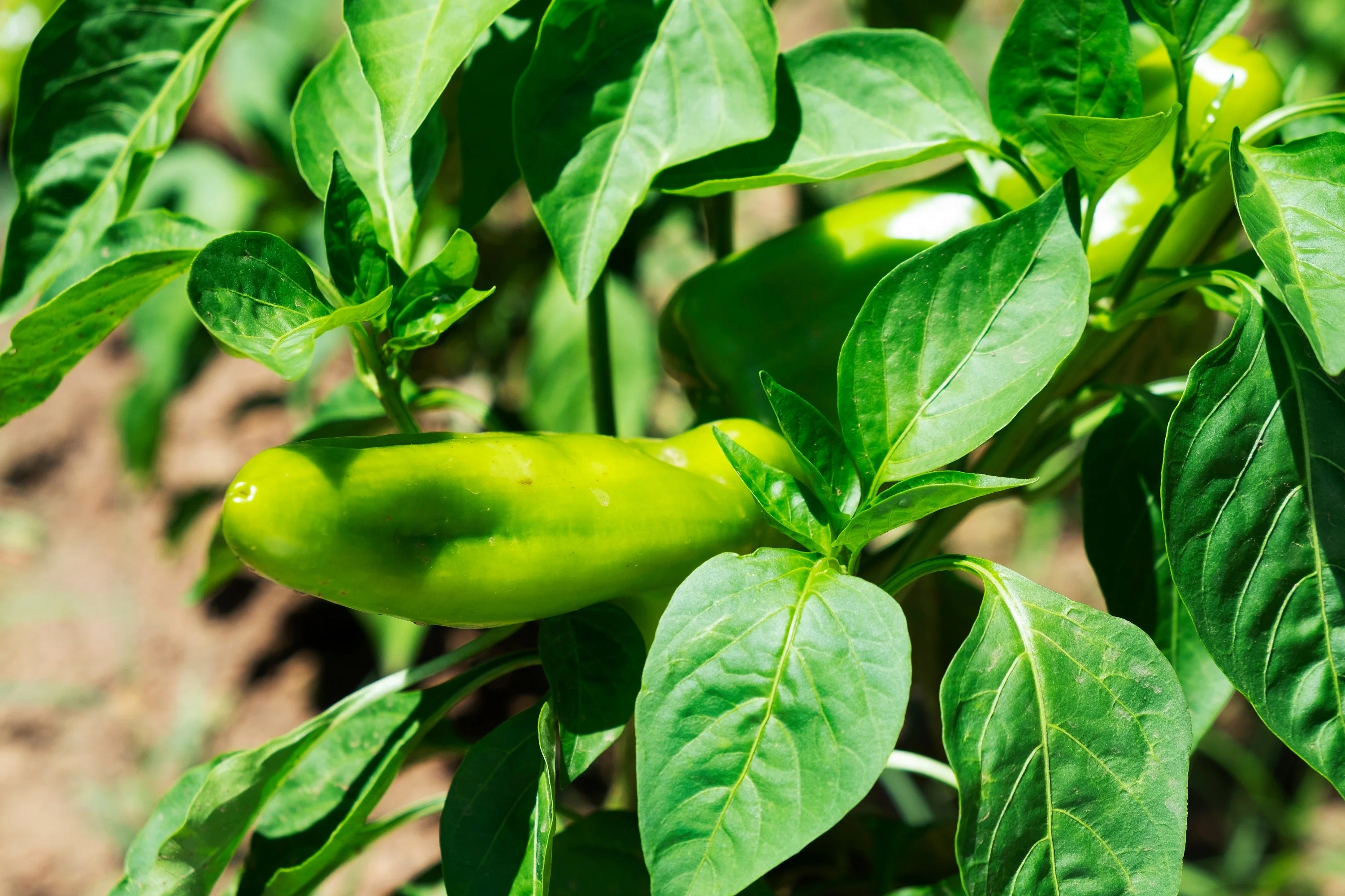 50 GREEK GOLDEN PEPPER Pepperoncini Gold Yellow Capsicum Annuum Vegetable Seeds - Image 8