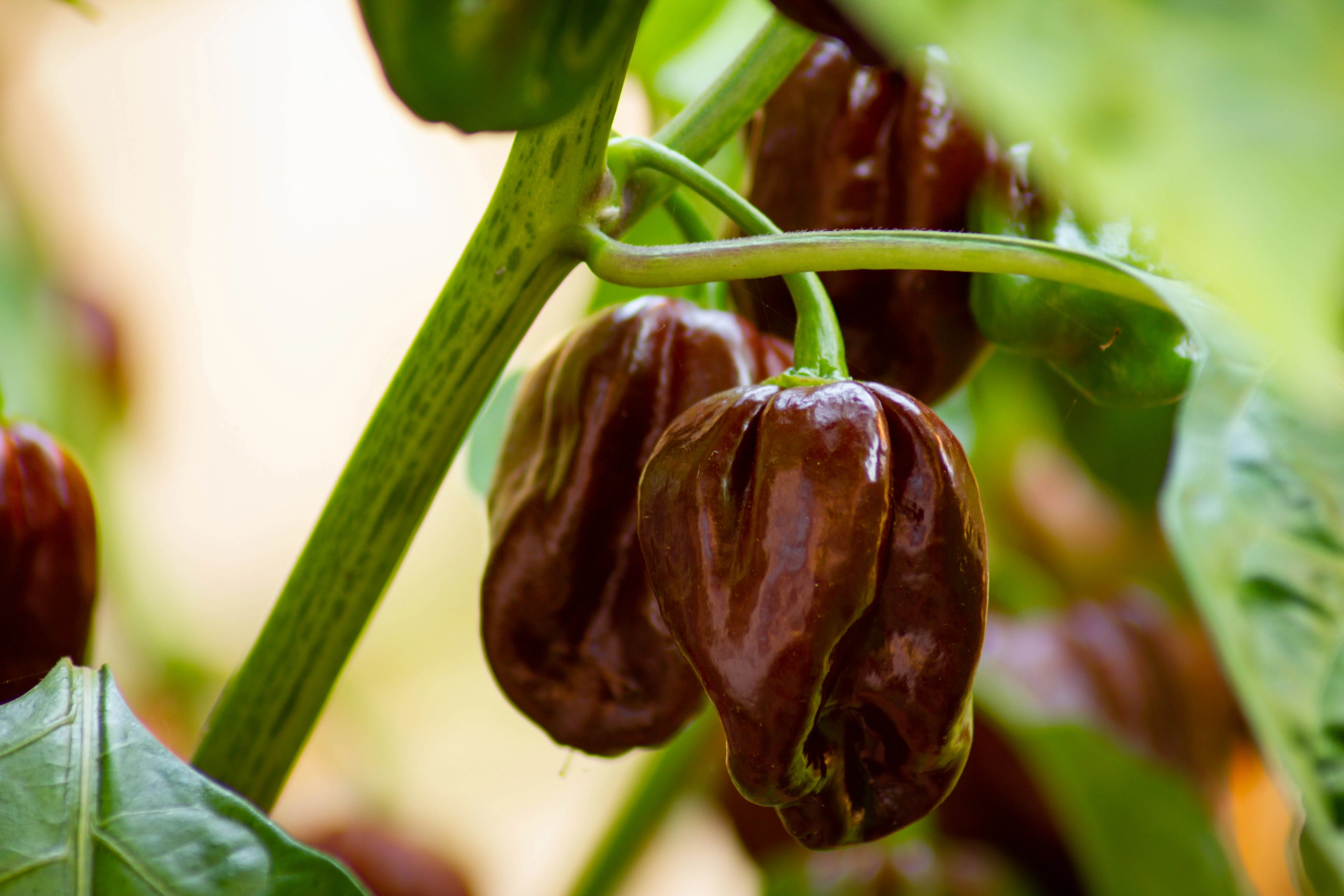 50 Hot BROWN HABANERO PEPPER Capsicum Chinense Seeds - Image 2