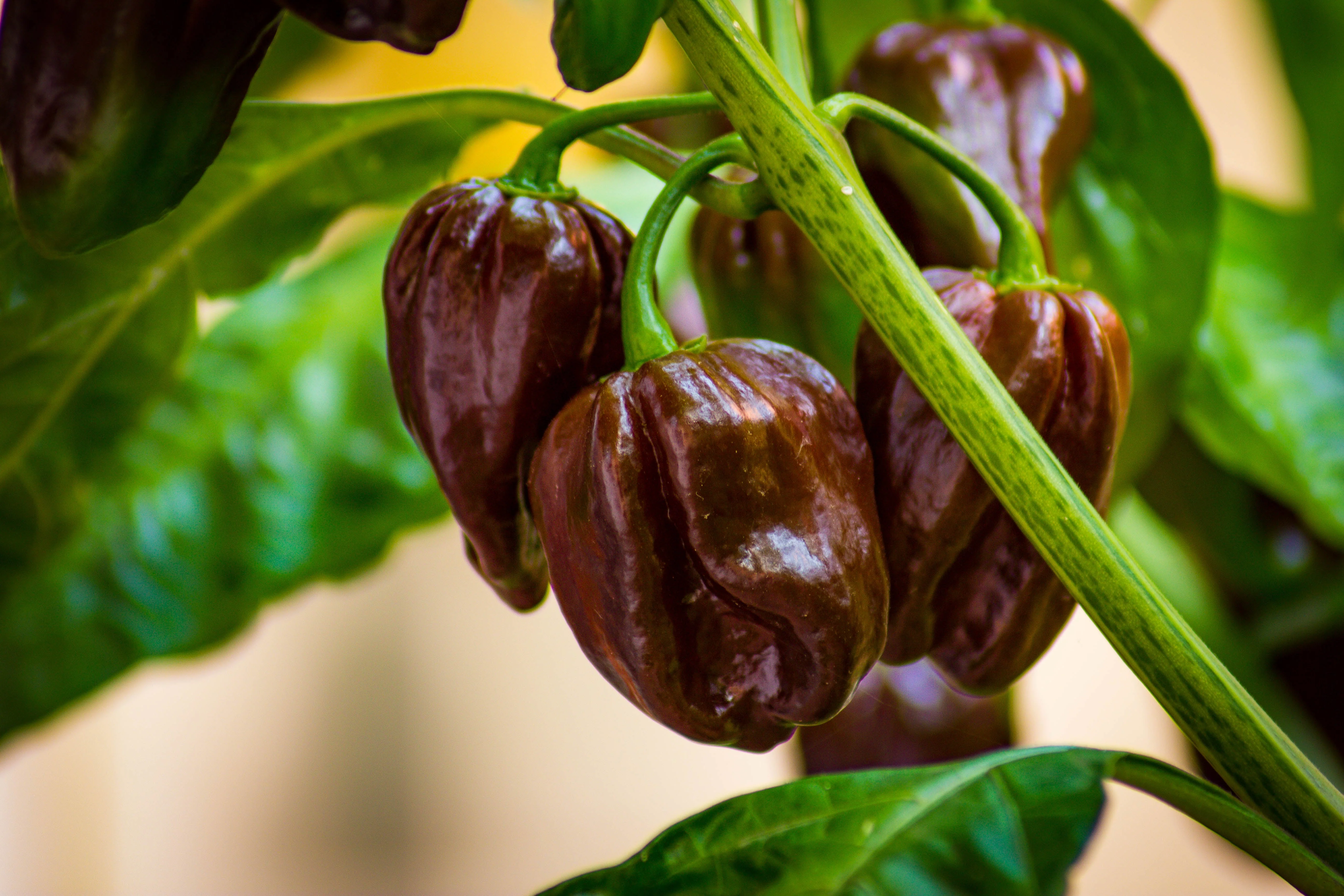 50 Hot BROWN HABANERO PEPPER Capsicum Chinense Seeds - Image 3