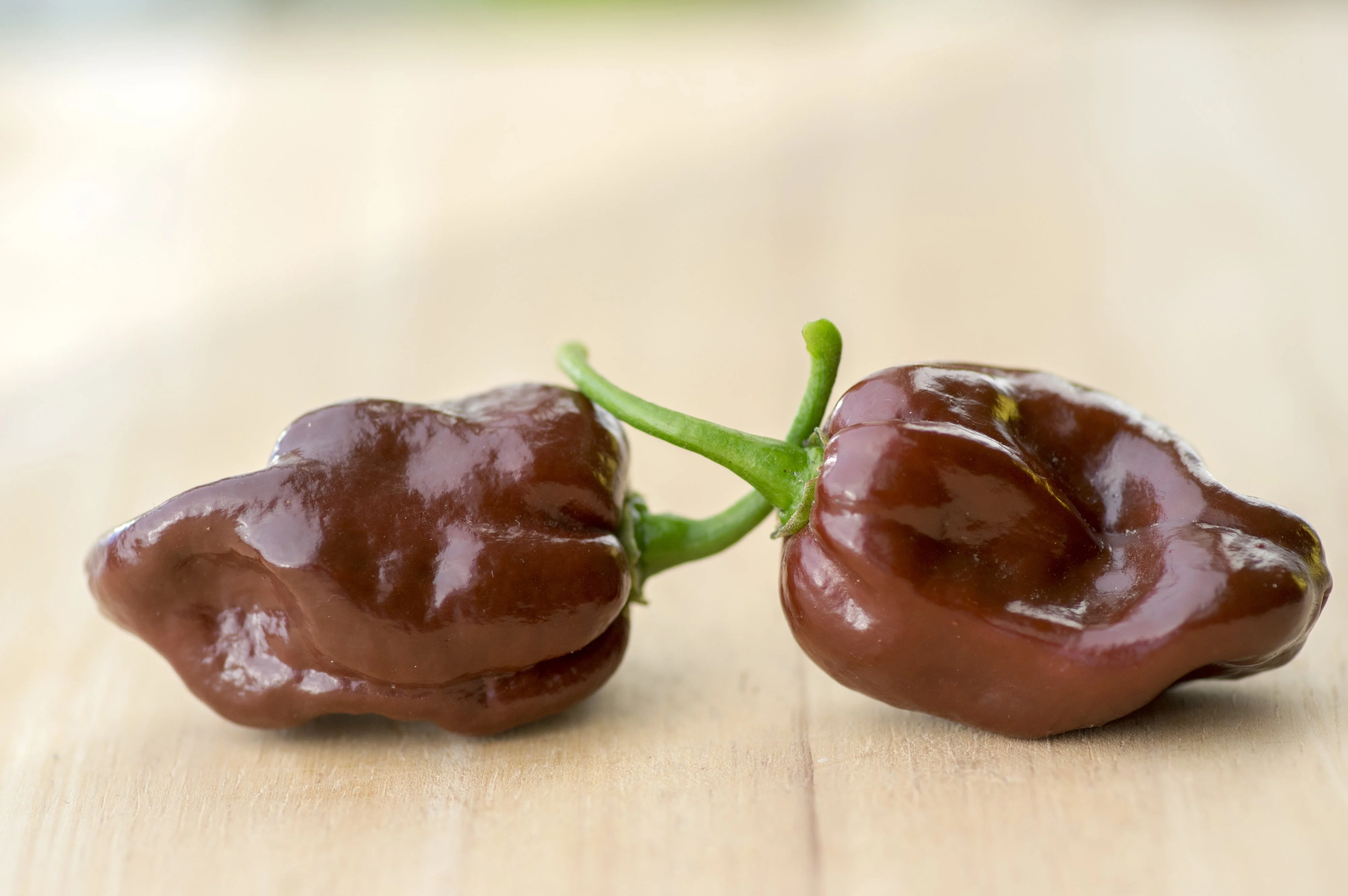 50 Hot BROWN HABANERO PEPPER Capsicum Chinense Seeds - Image 4