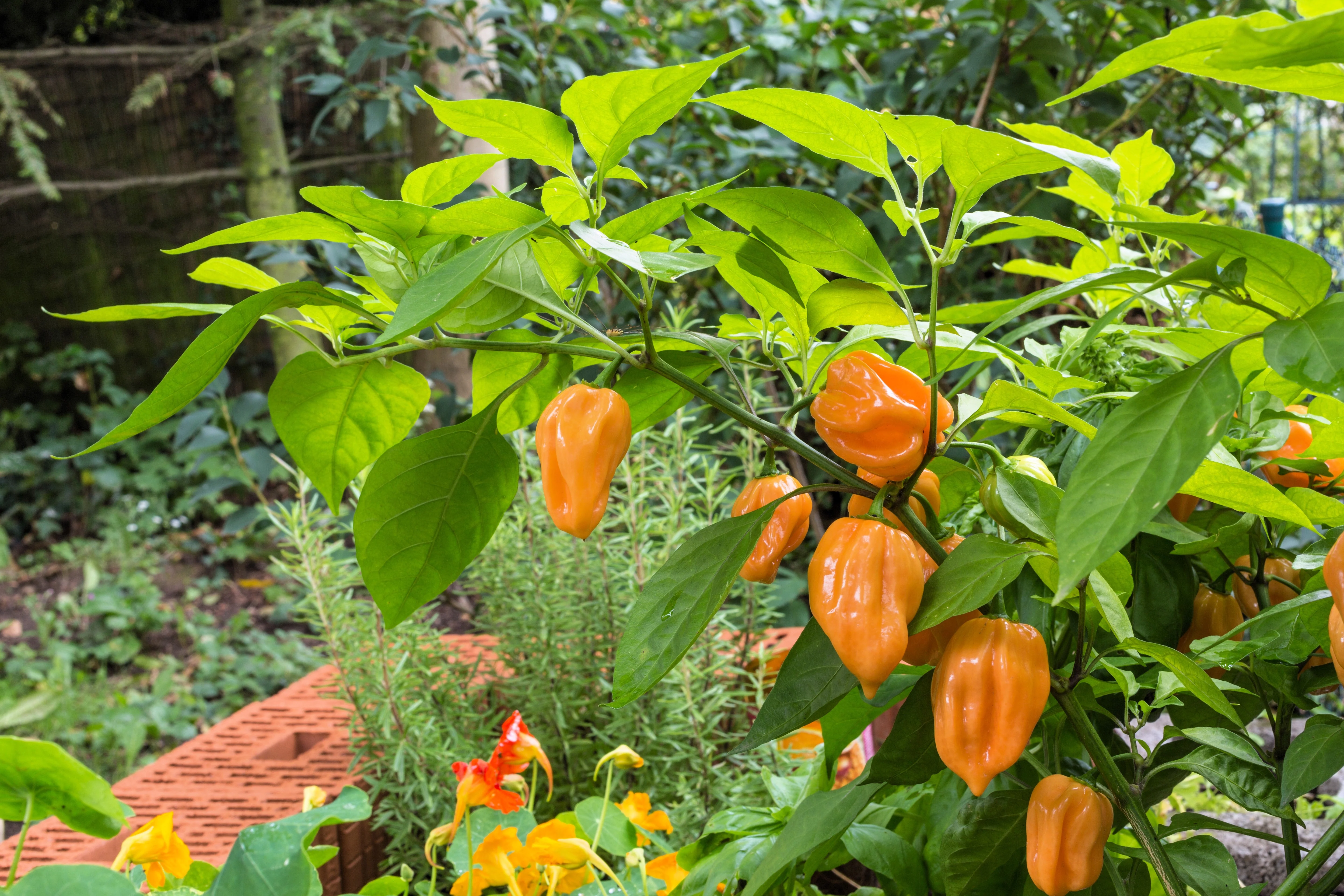 50 Hot ORANGE HABANERO PEPPER Capsicum Chinense Vegetable Seeds - Image 2