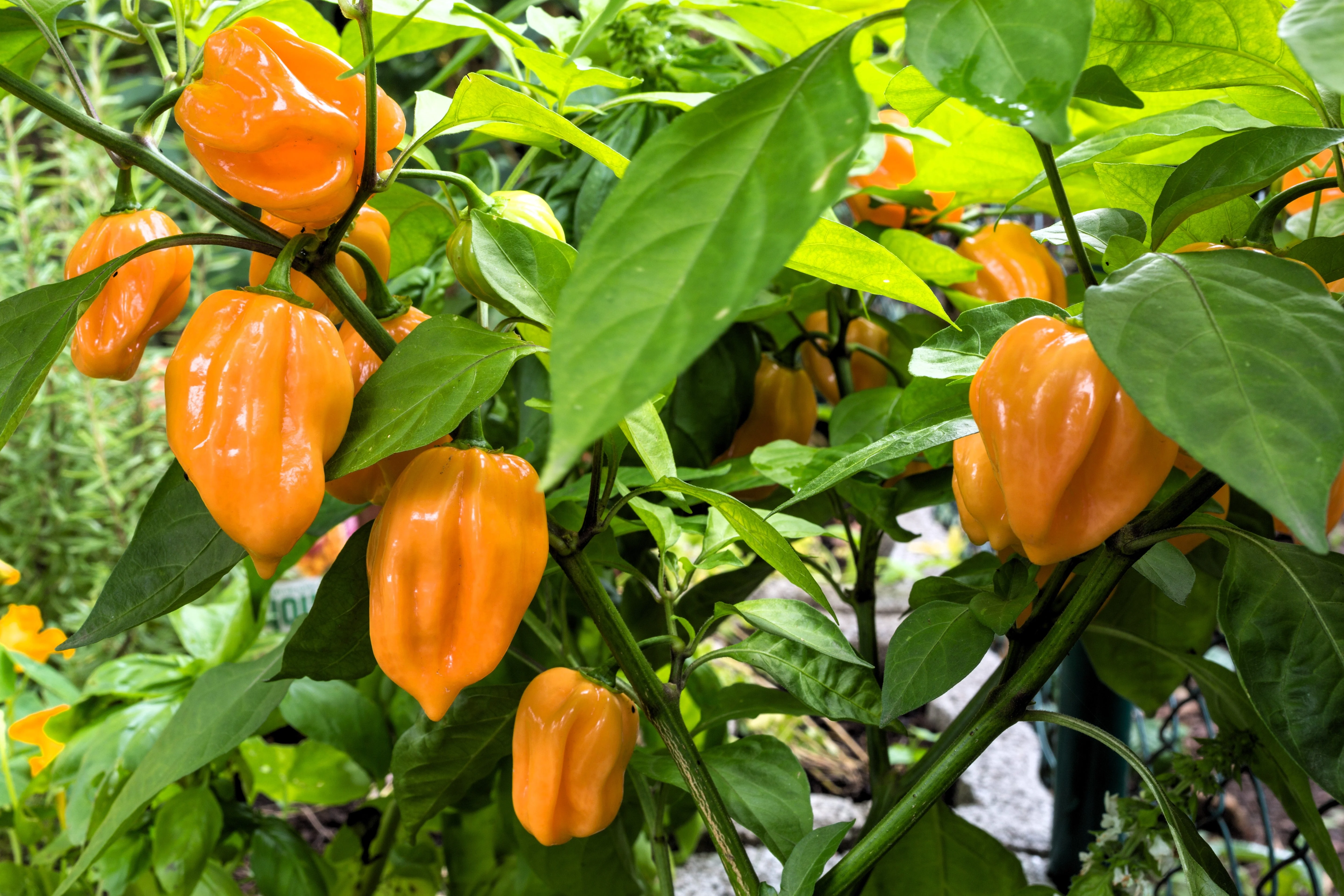 50 Hot ORANGE HABANERO PEPPER Capsicum Chinense Vegetable Seeds - Image 3