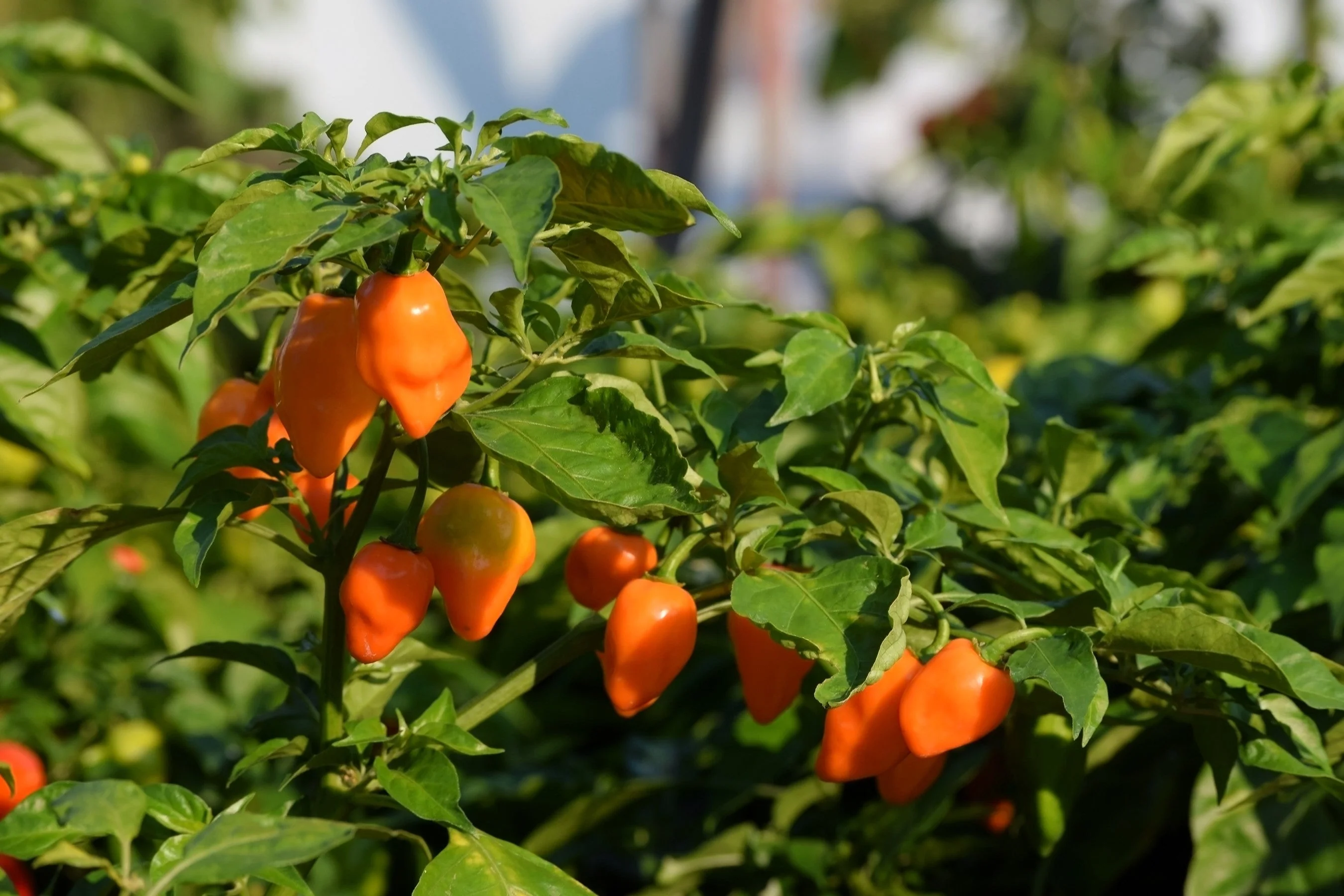 50 Hot ORANGE HABANERO PEPPER Capsicum Chinense Vegetable Seeds - Image 4