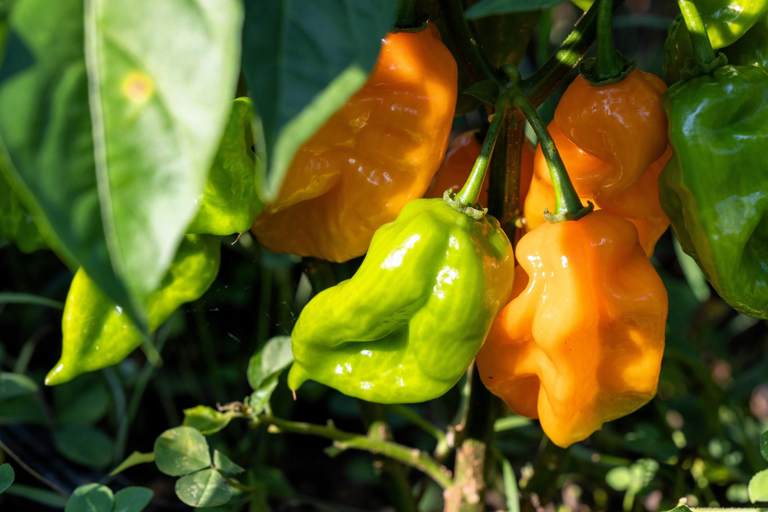 50 Hot ORANGE HABANERO PEPPER Capsicum Chinense Vegetable Seeds - Image 5