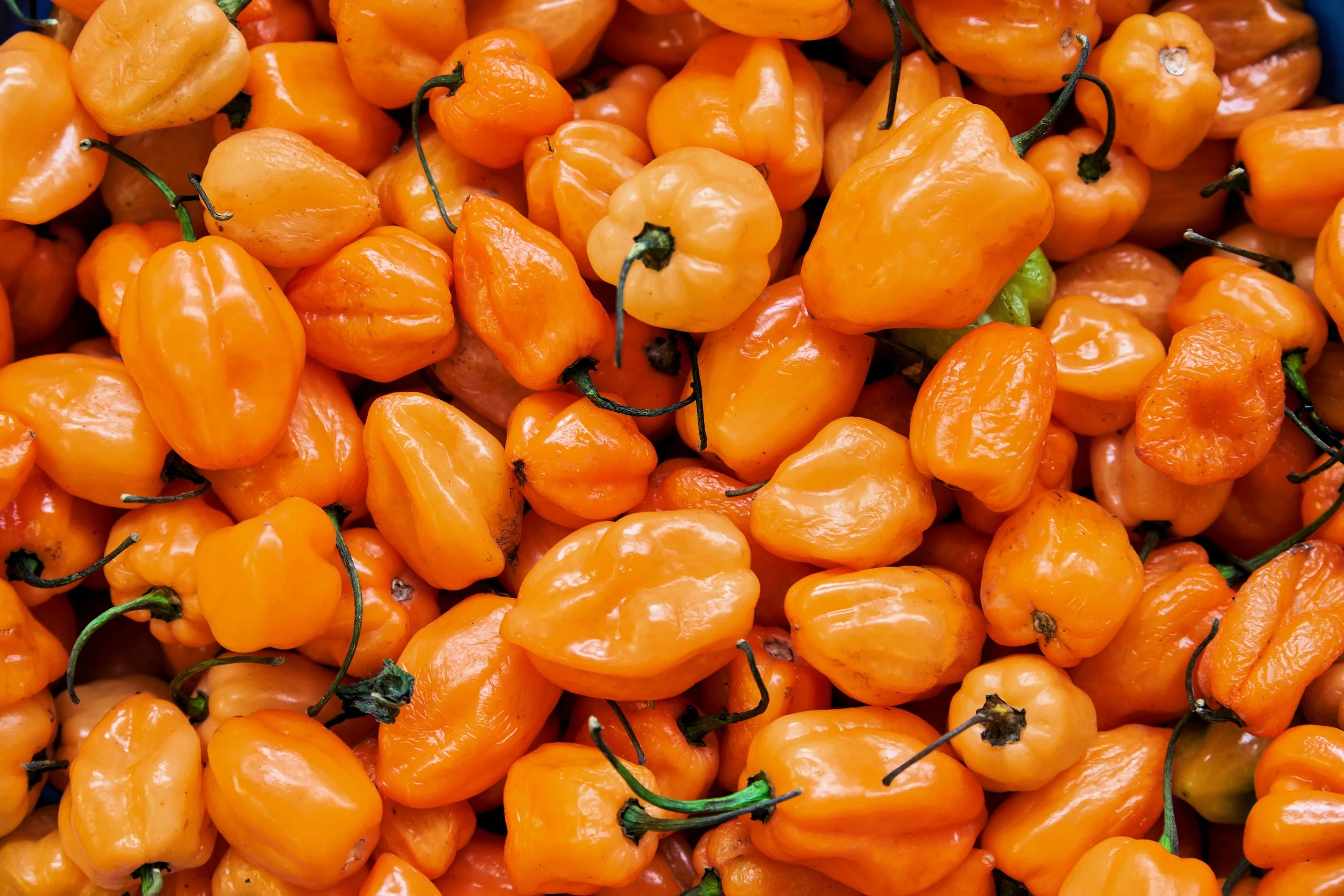 50 Hot ORANGE HABANERO PEPPER Capsicum Chinense Vegetable Seeds - Image 6