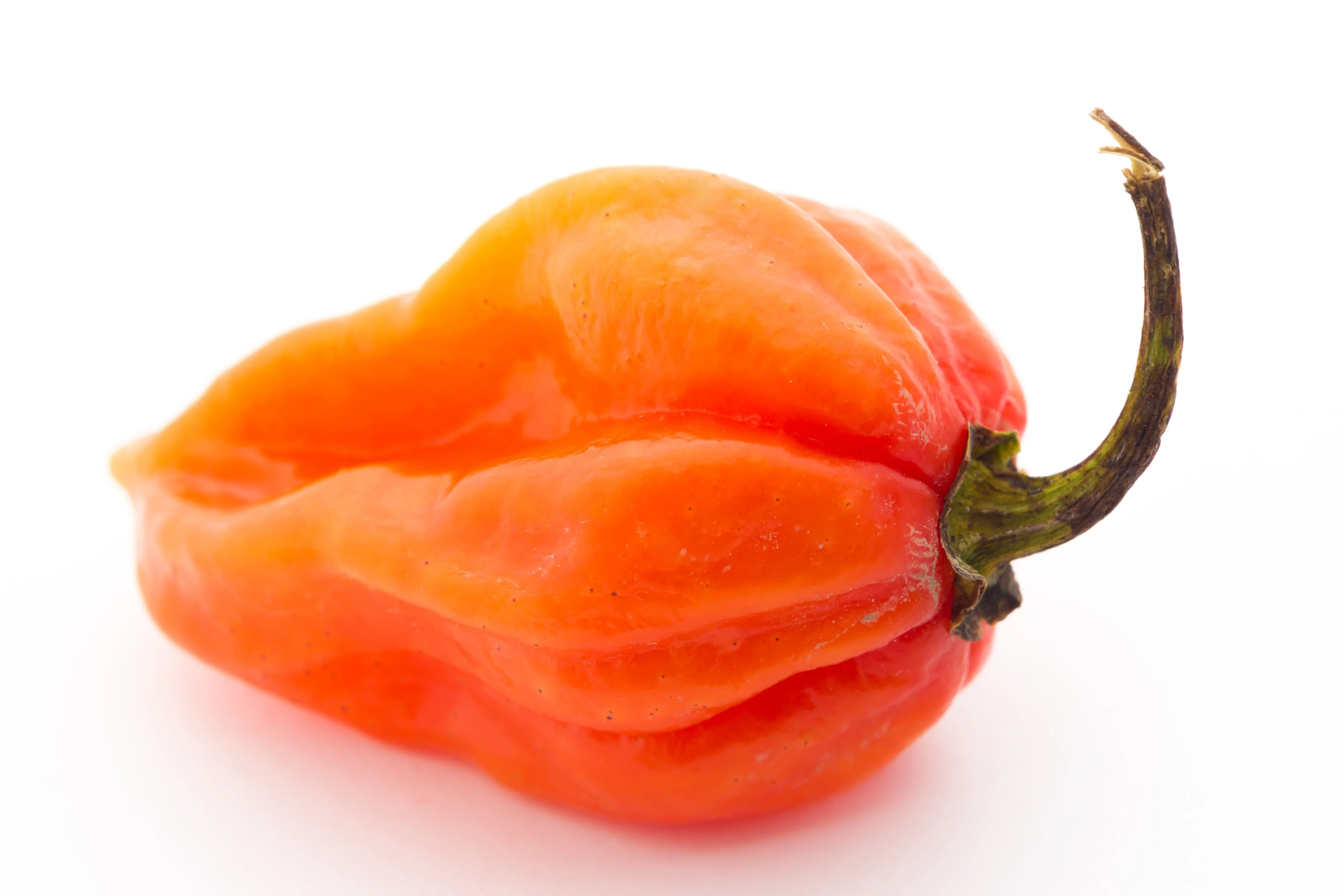 50 Hot ORANGE HABANERO PEPPER Capsicum Chinense Vegetable Seeds - Image 7