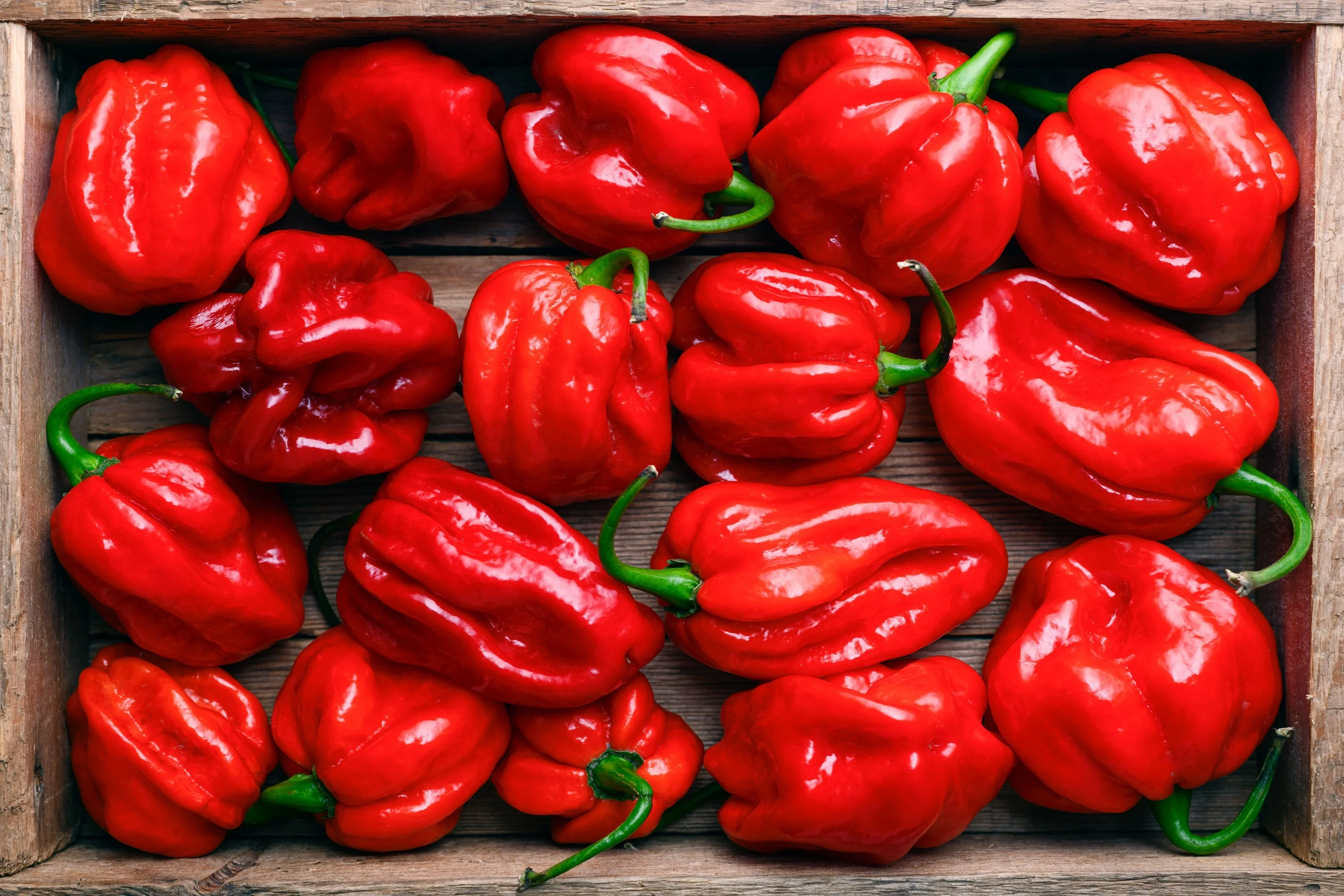 50 Hot RED HABANERO PEPPER Capsicum Chinense Vegetable Seeds - Image 2