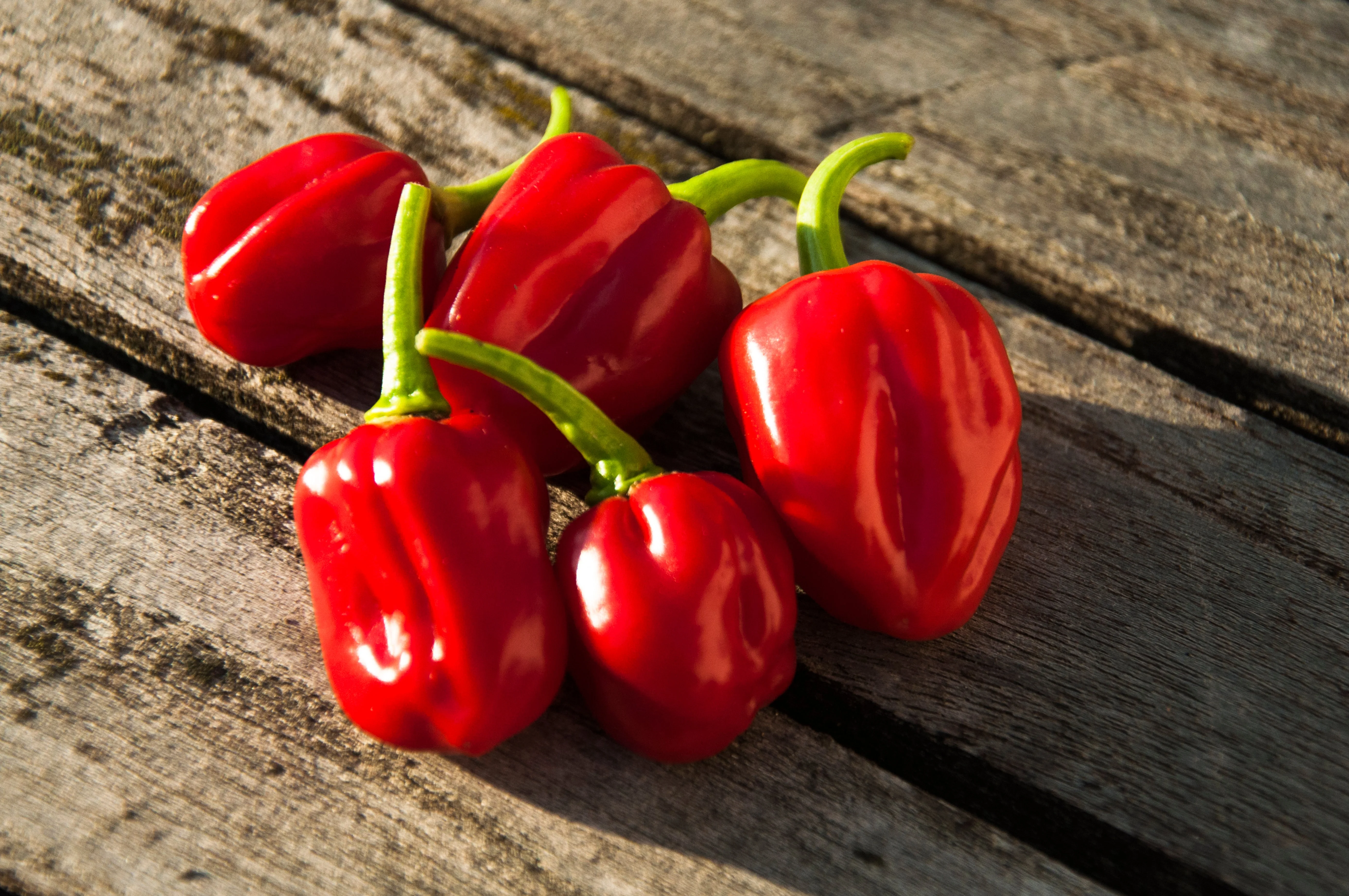 50 Hot RED HABANERO PEPPER Capsicum Chinense Vegetable Seeds - Image 3