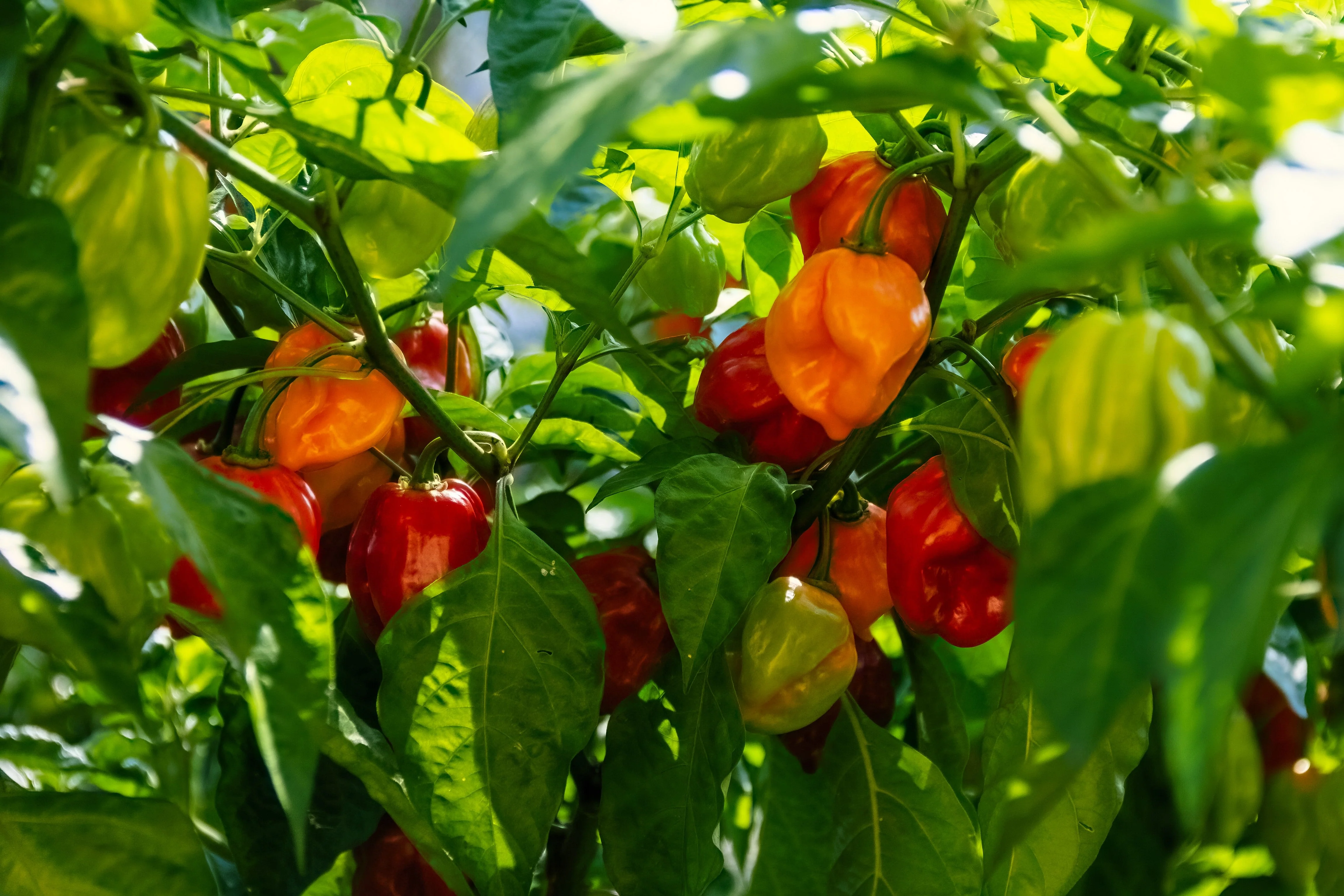 50 Hot RED HABANERO PEPPER Capsicum Chinense Vegetable Seeds - Image 4