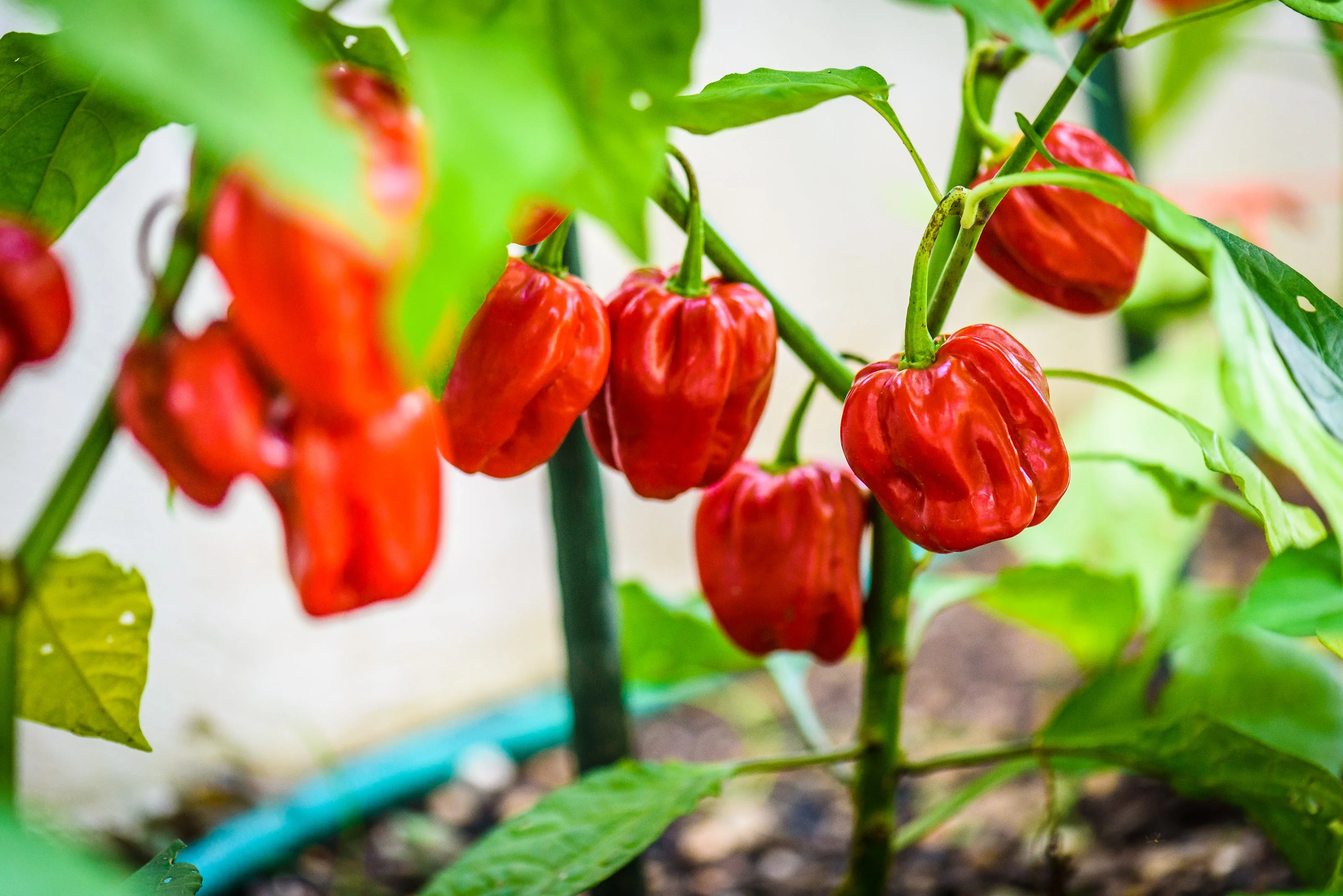 50 Hot RED HABANERO PEPPER Capsicum Chinense Vegetable Seeds - Image 5
