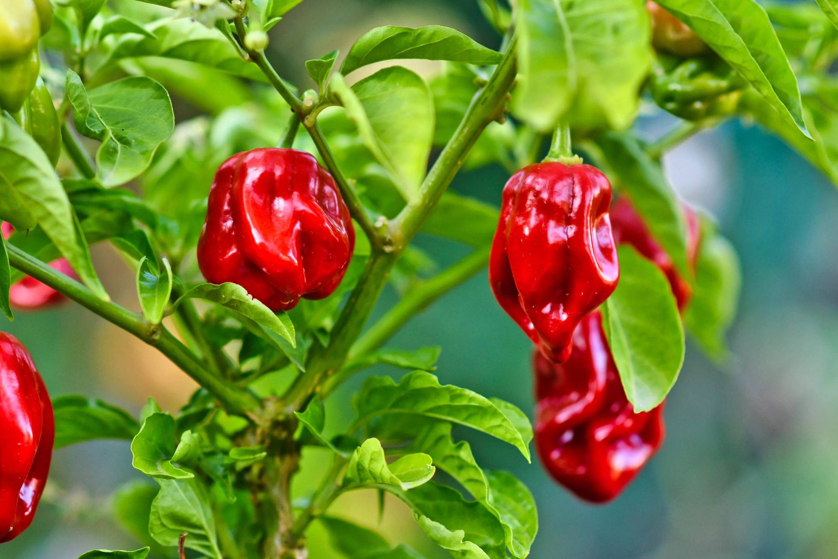 50 Hot RED HABANERO PEPPER Capsicum Chinense Vegetable Seeds - Image 6
