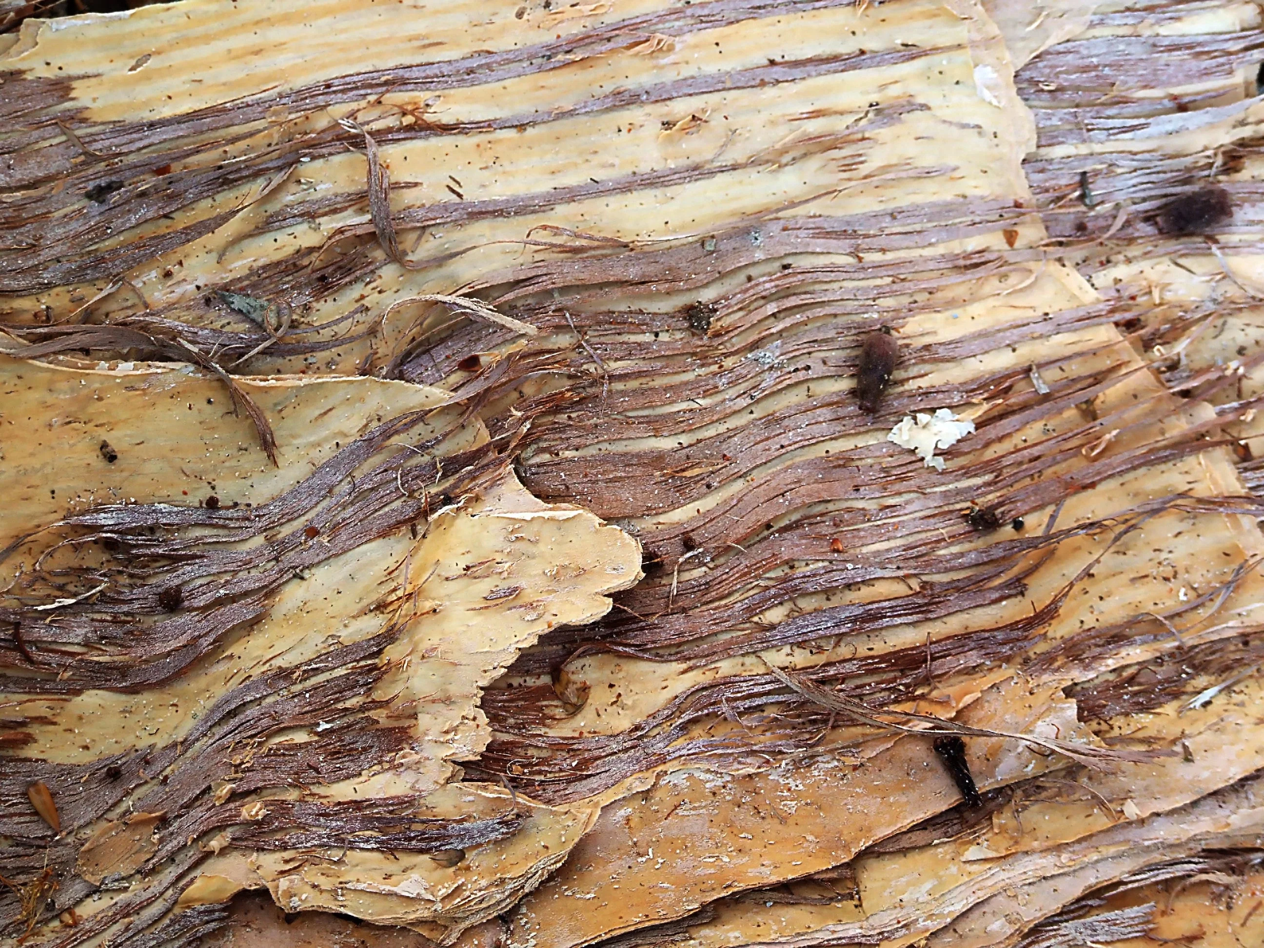 50 LEMON SCENTED EUCALYPTUS Citriodora Tree aka Lemon Bush & Spotted Gum - Colorful Bark White Flower Tree Seeds - Image 10