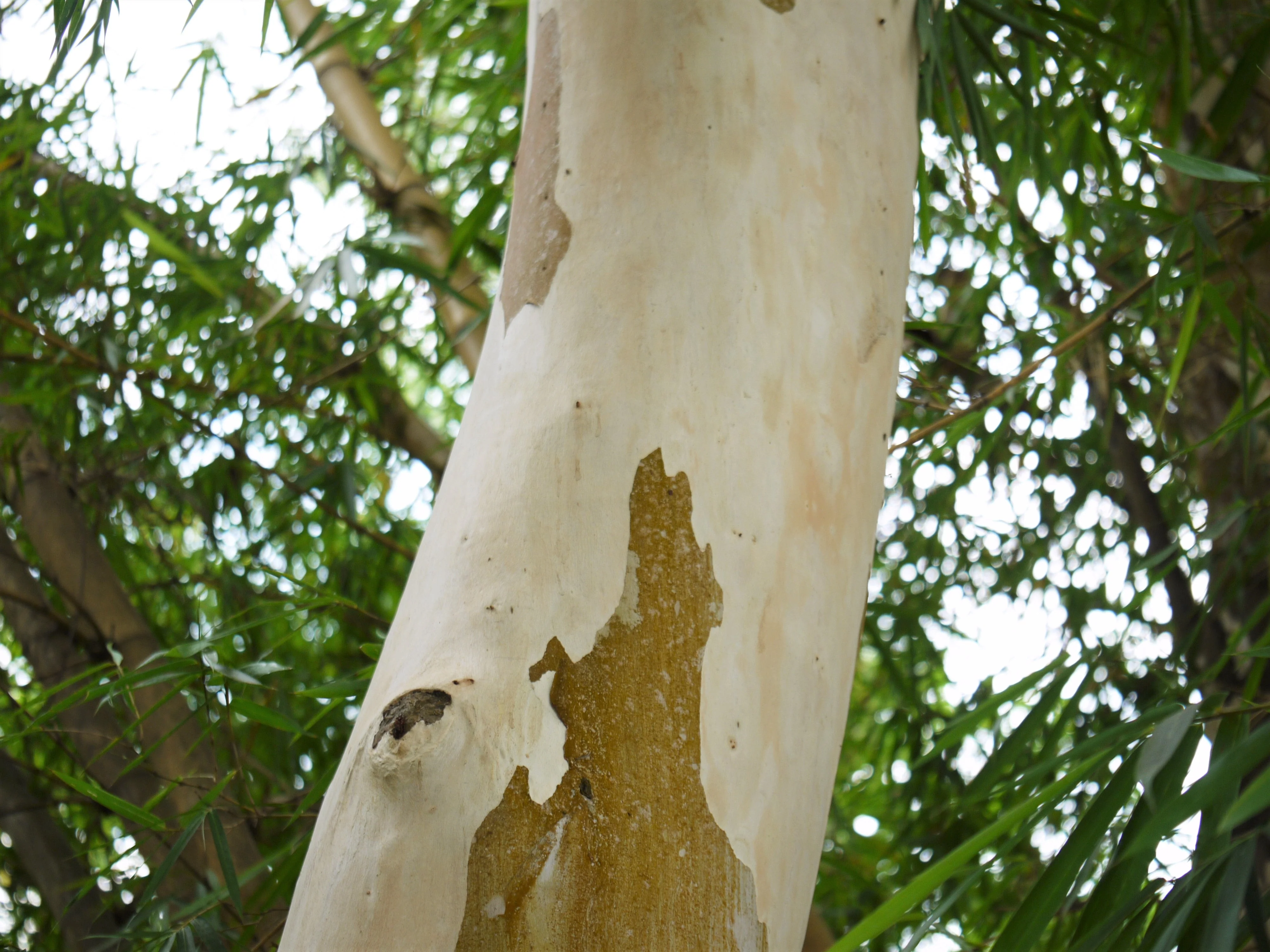 50 LEMON SCENTED EUCALYPTUS Citriodora Tree aka Lemon Bush & Spotted Gum - Colorful Bark White Flower Tree Seeds - Image 11