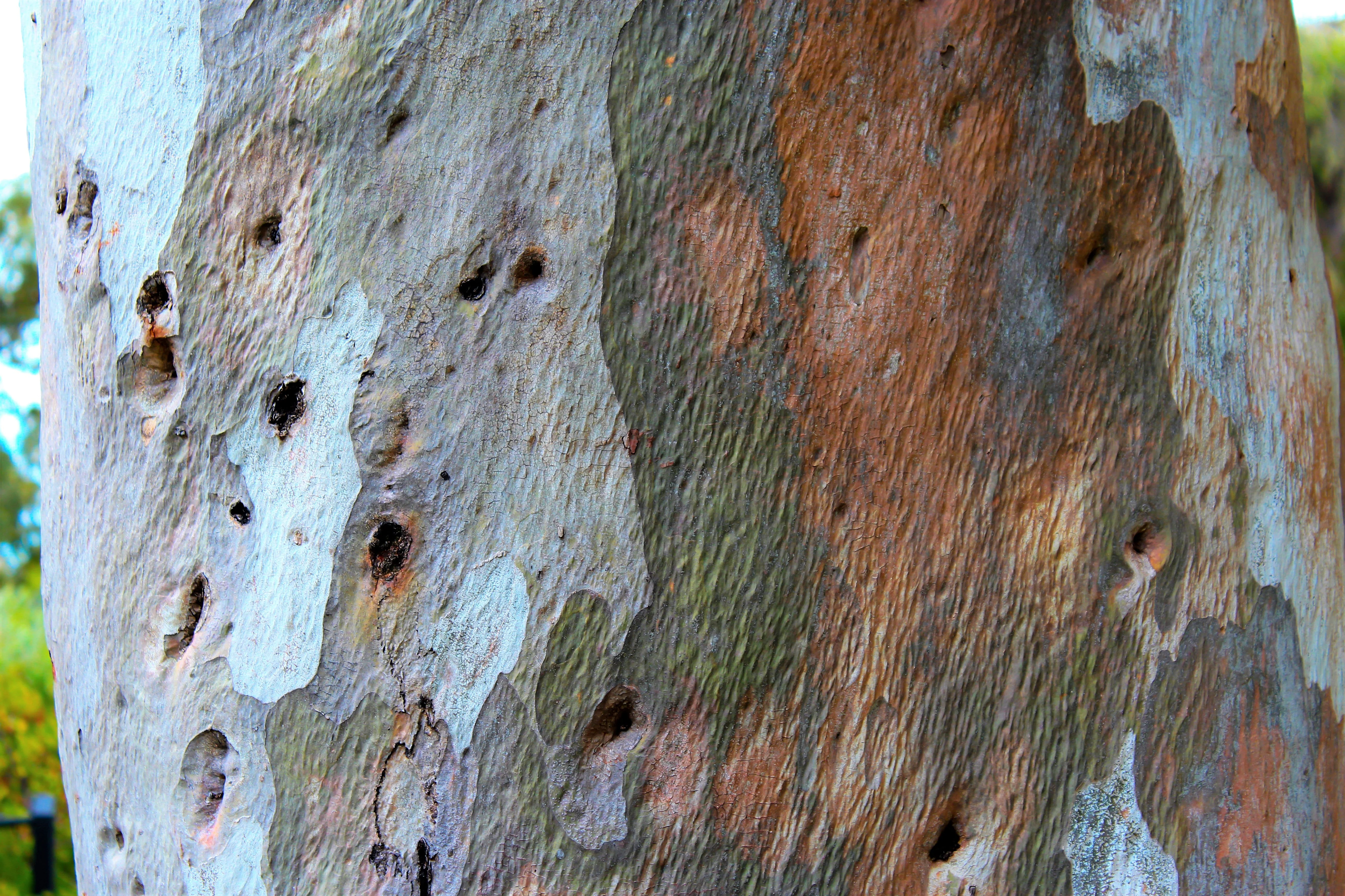 50 LEMON SCENTED EUCALYPTUS Citriodora Tree aka Lemon Bush & Spotted Gum - Colorful Bark White Flower Tree Seeds - Image 13