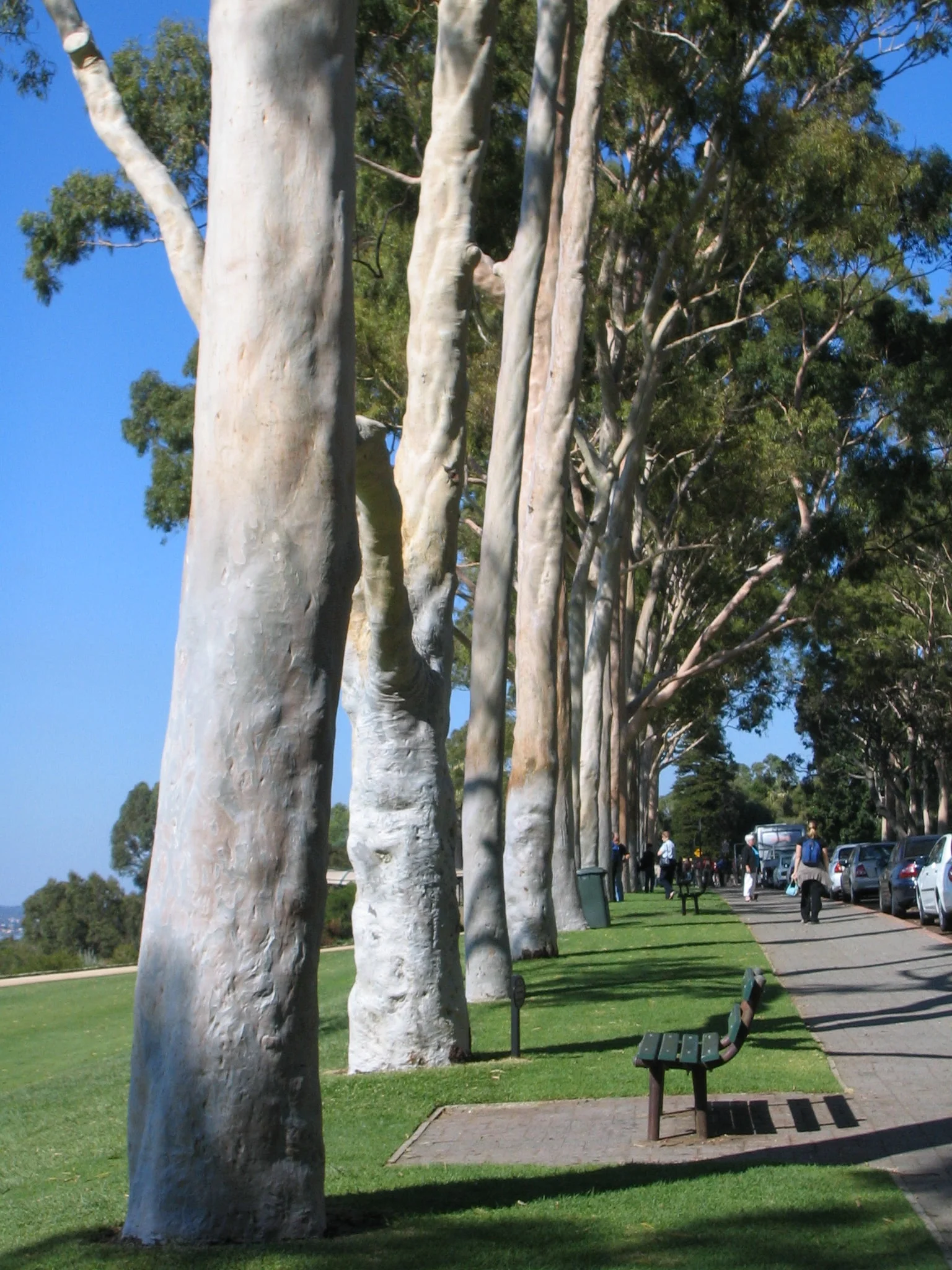 50 LEMON SCENTED EUCALYPTUS Citriodora Tree aka Lemon Bush & Spotted Gum - Colorful Bark White Flower Tree Seeds - Image 14