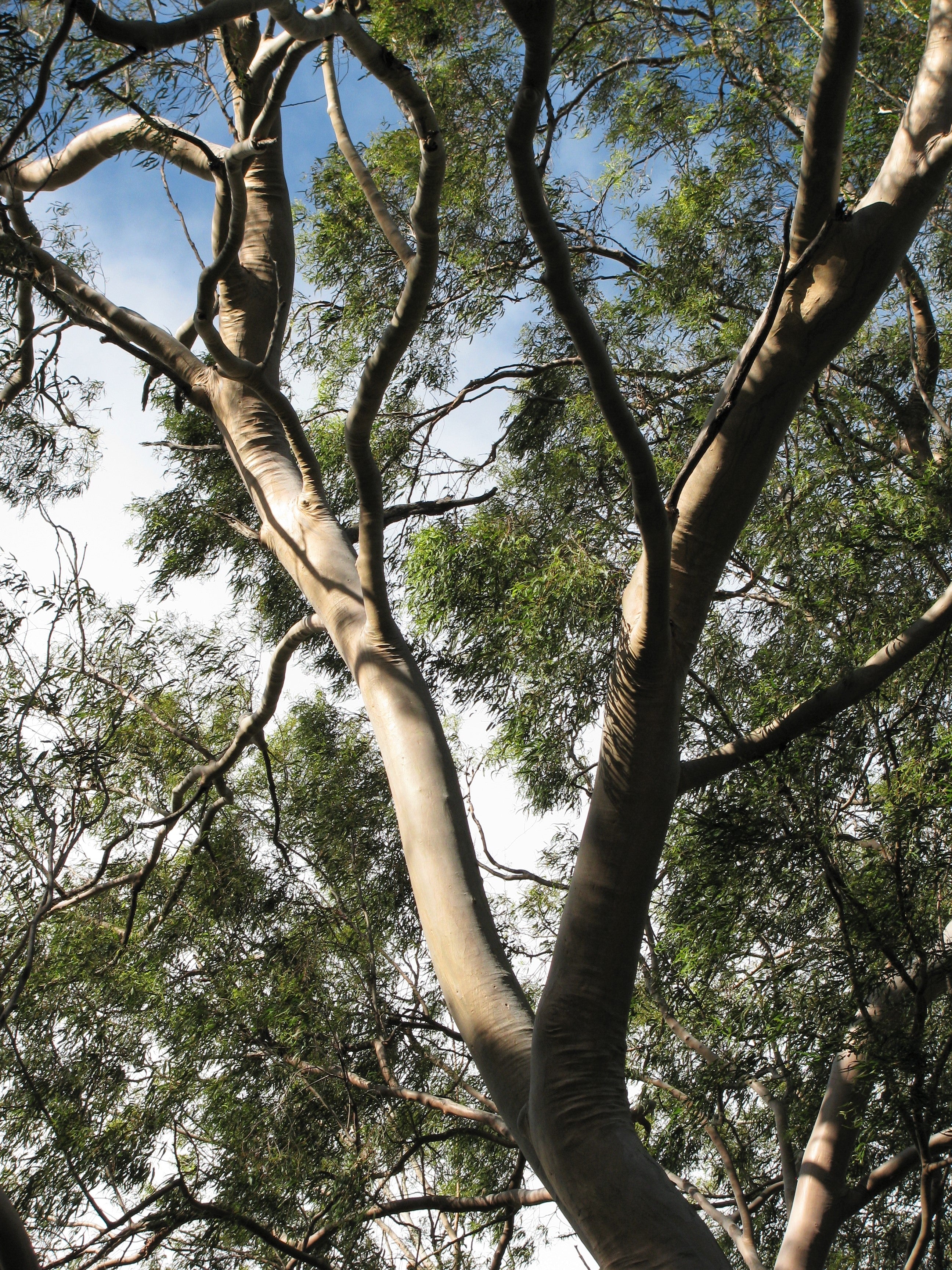 50 LEMON SCENTED EUCALYPTUS Citriodora Tree aka Lemon Bush & Spotted Gum - Colorful Bark White Flower Tree Seeds - Image 15