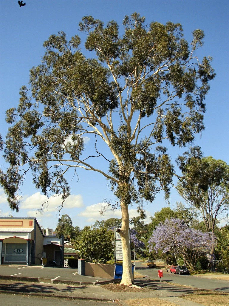 50 LEMON SCENTED EUCALYPTUS Citriodora Tree aka Lemon Bush & Spotted Gum - Colorful Bark White Flower Tree Seeds - Image 16